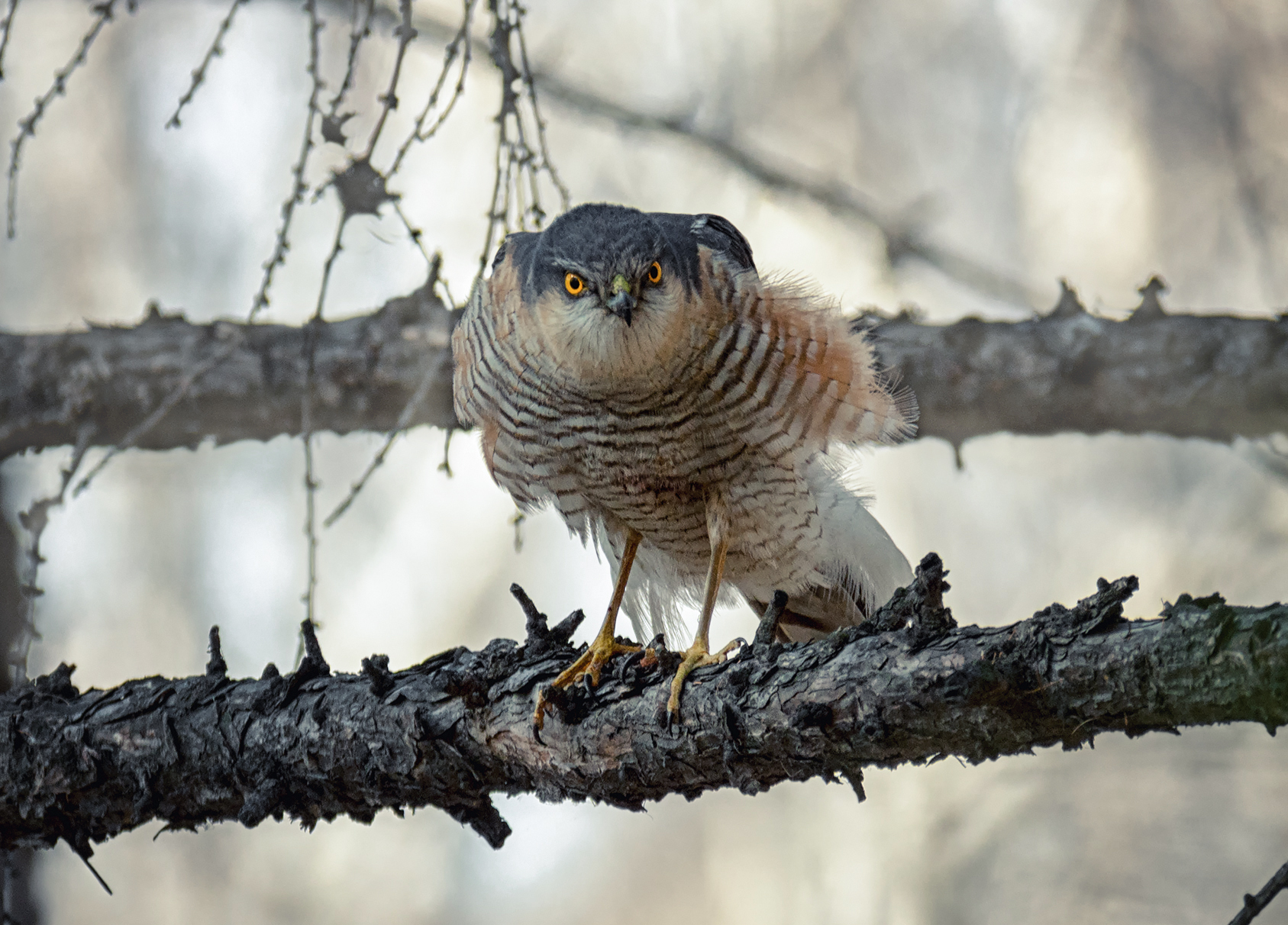 птица, ястреб, перепелятник, самец,, Мочалова Марина