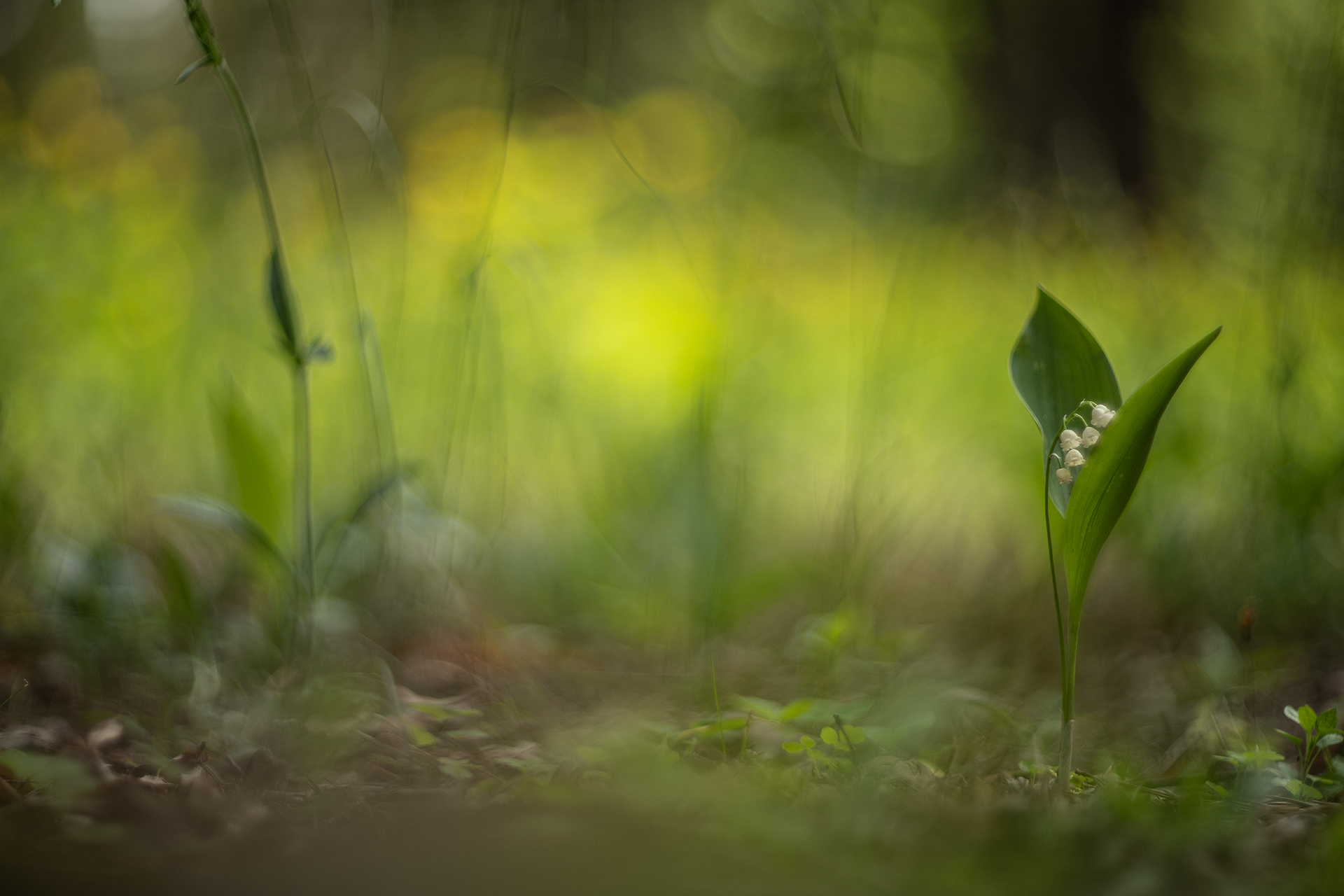 ландыши, весна, свет, лес, макро, природа, воронеж, геннадий мещеряков, nikon d 850, гелиос-40-2 1,5/85 никон., Мещеряков Геннадий