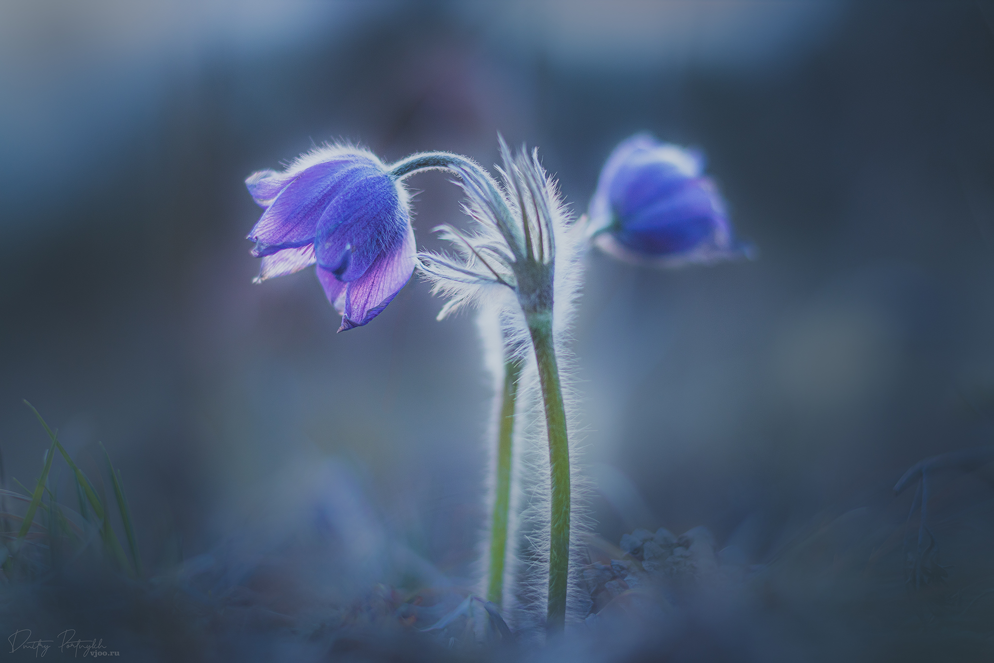 , Портных Дмитрий