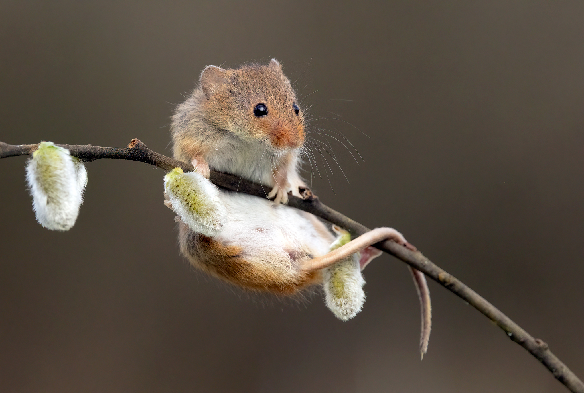 harvest mouse, mouse, rodent, animals, nature, wildlife, canon, MARIA KULA