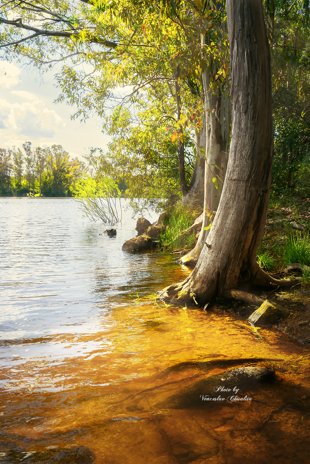 #природа #горныйручей #живописно #горы #поход #летовгорах #пейзаж #тишина #свежийвоздух #диканатура #поток #зелень #вода #горнаярека #природнаямагия #nature #mountainstream #greenescape #hikingadventures #naturevibes #wildwater #earthmood #sereneviews #la, Veaceslav Chisalita