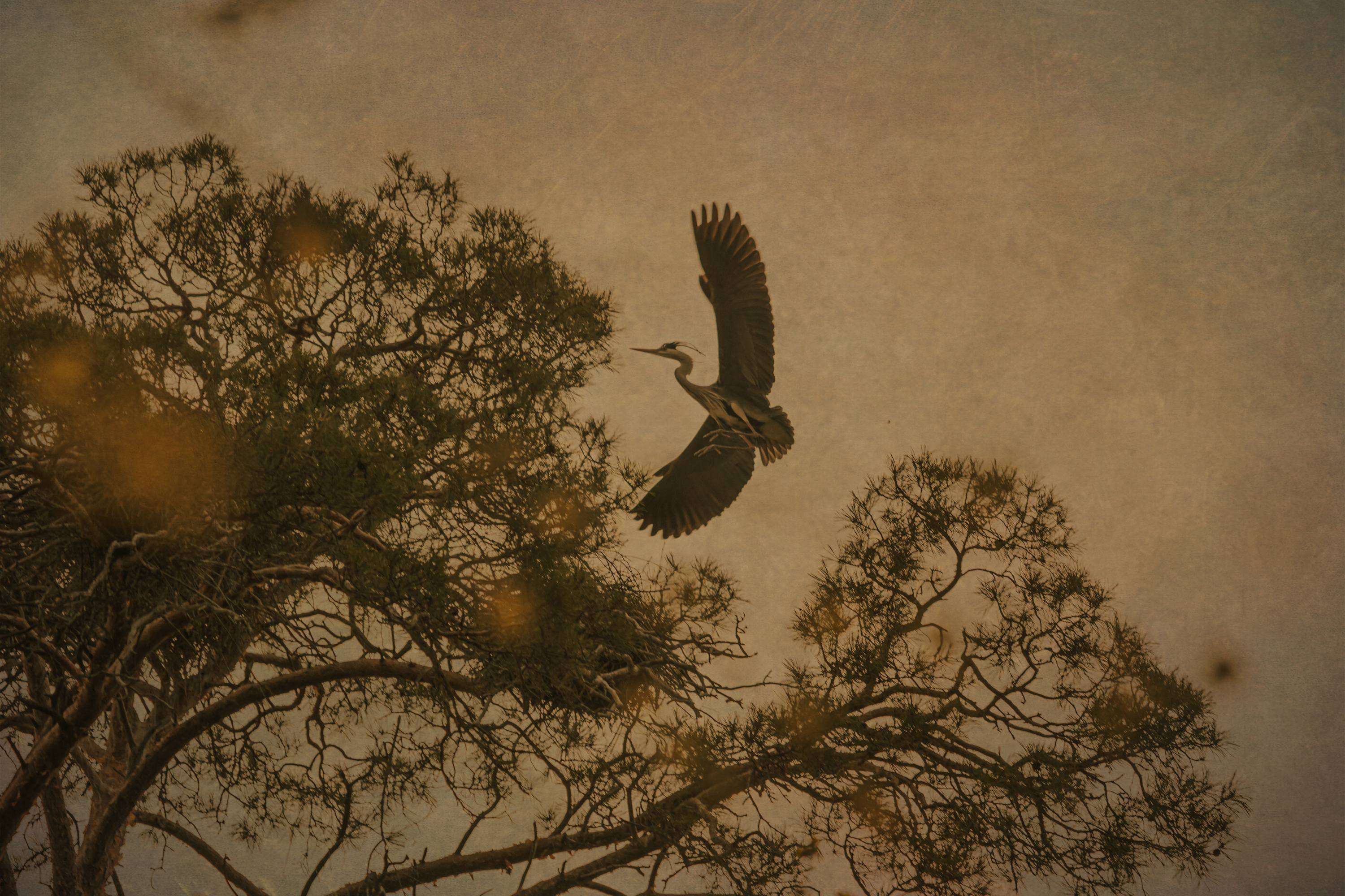 цапля, япония, хокку , Сагдиева Эльвира