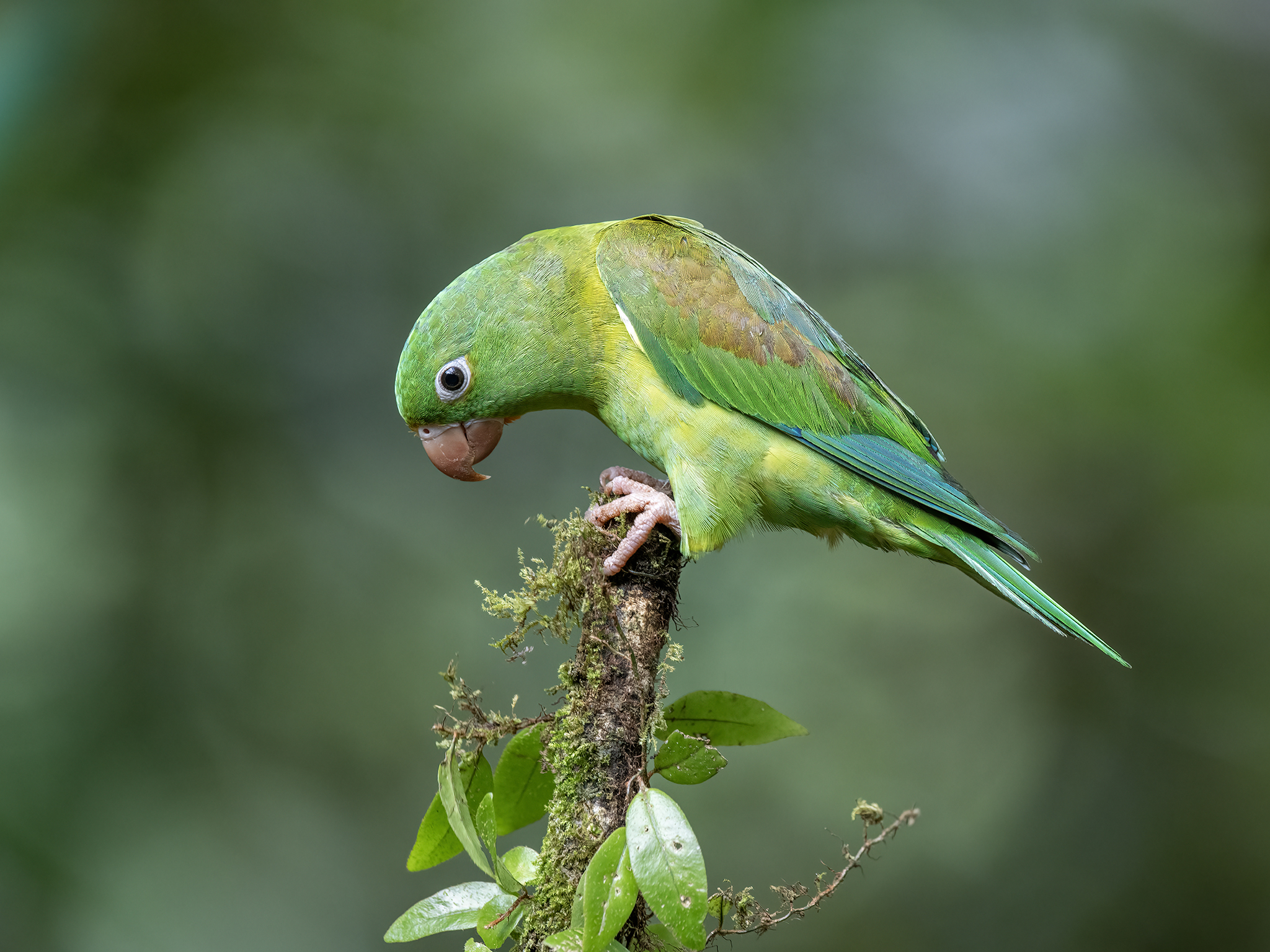 , Fernando Burgalin Sequeira