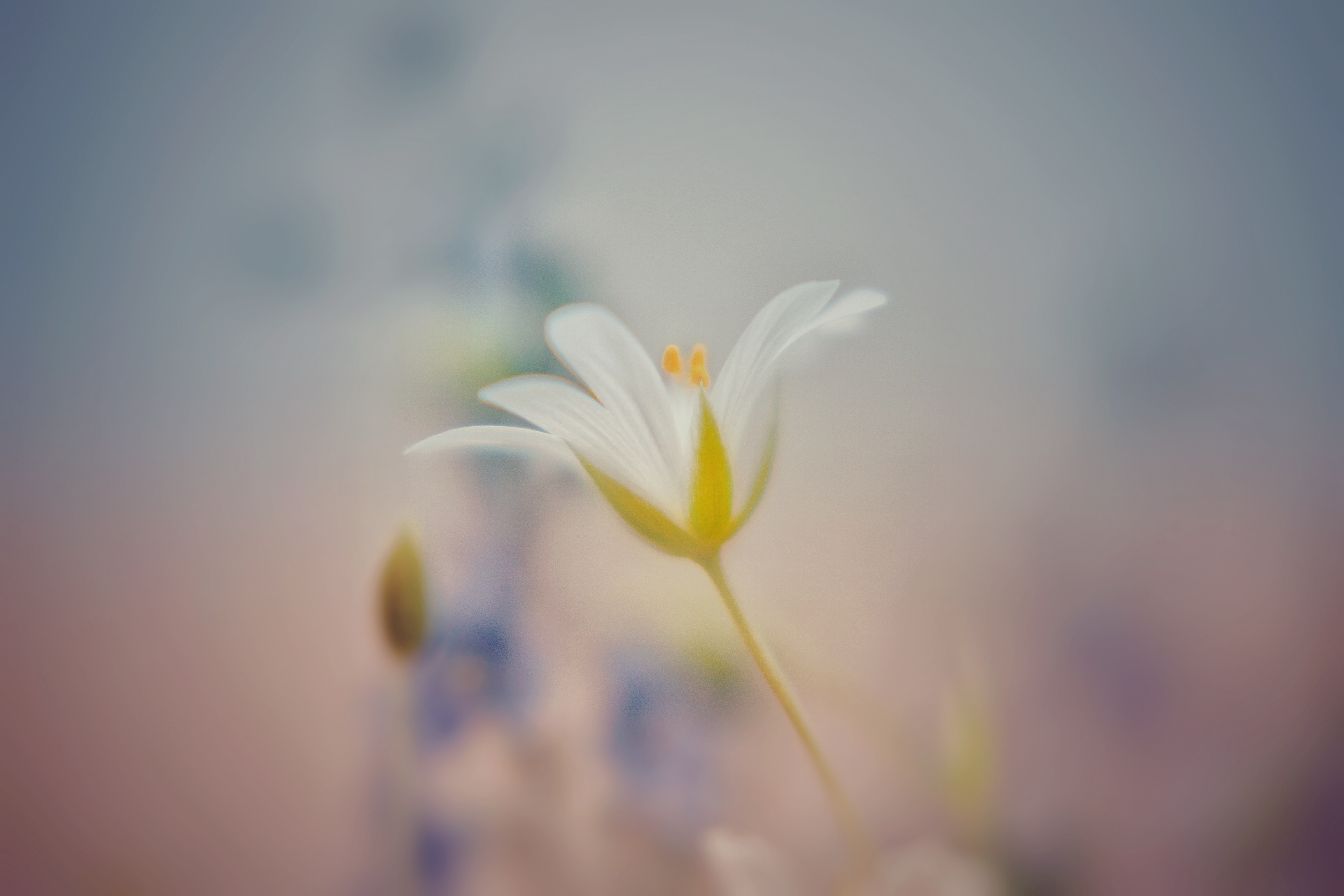 , Юлияна Стоянова