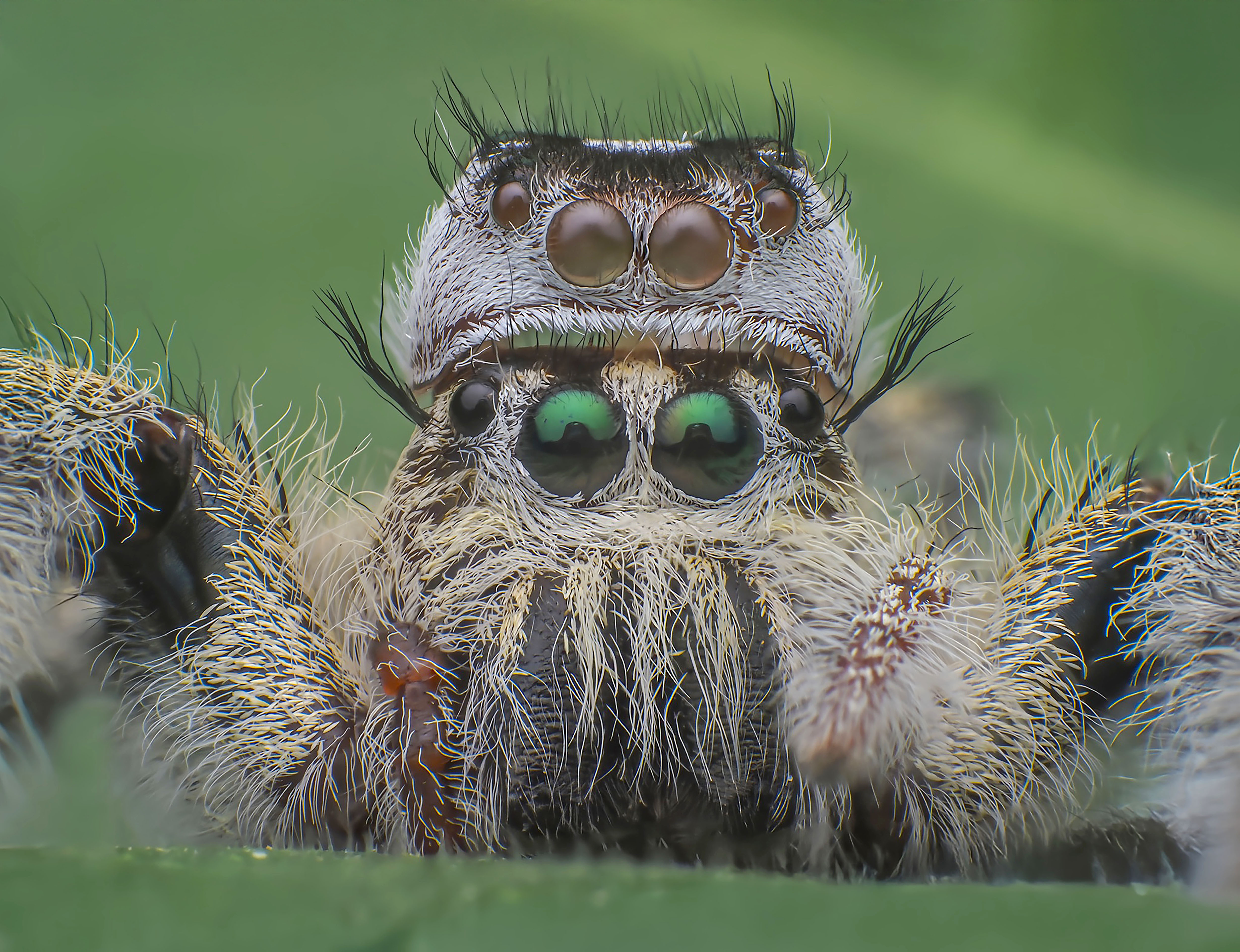 macro, nature, spider, insects, Celis Norman