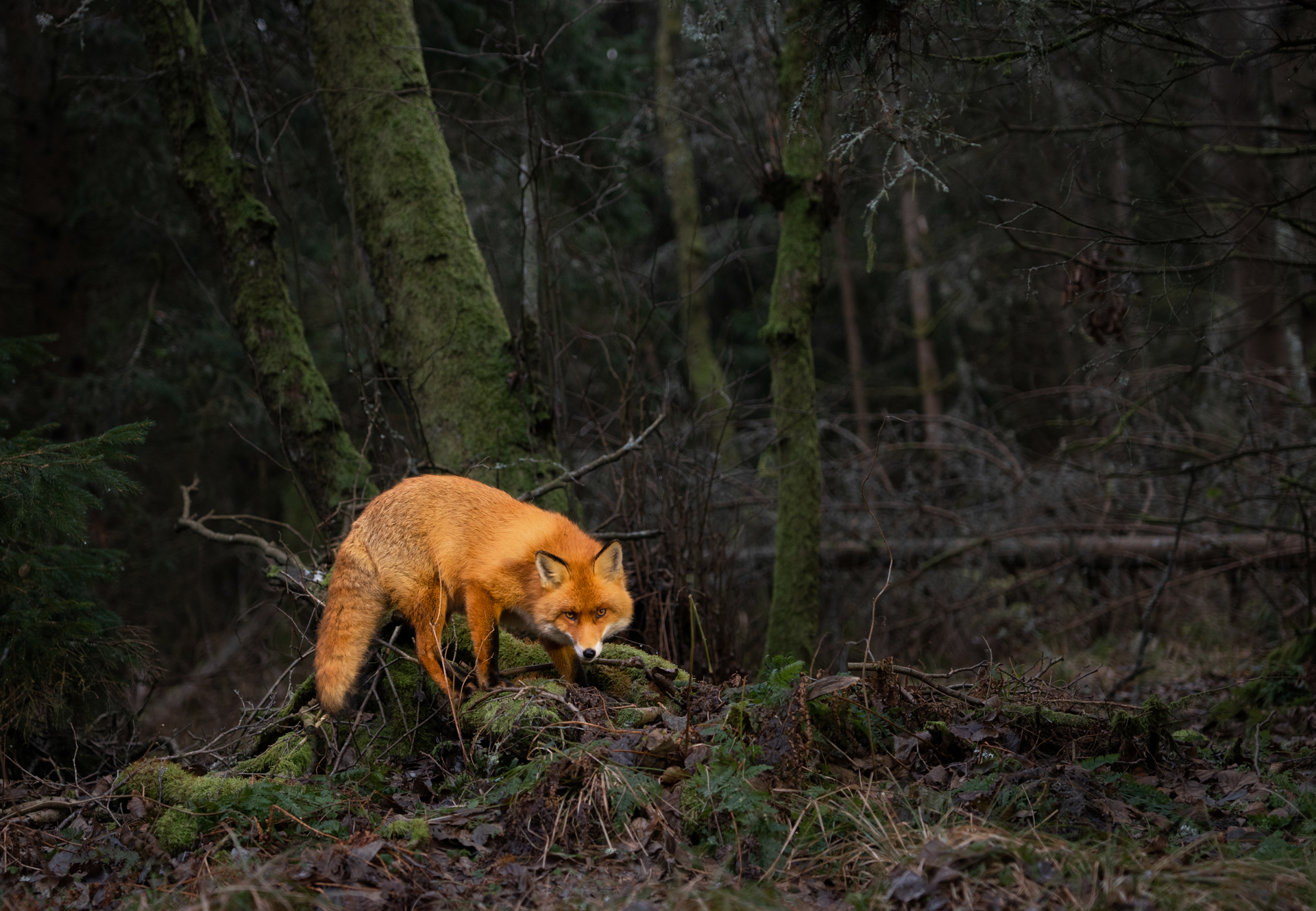 , Владимир Цветов