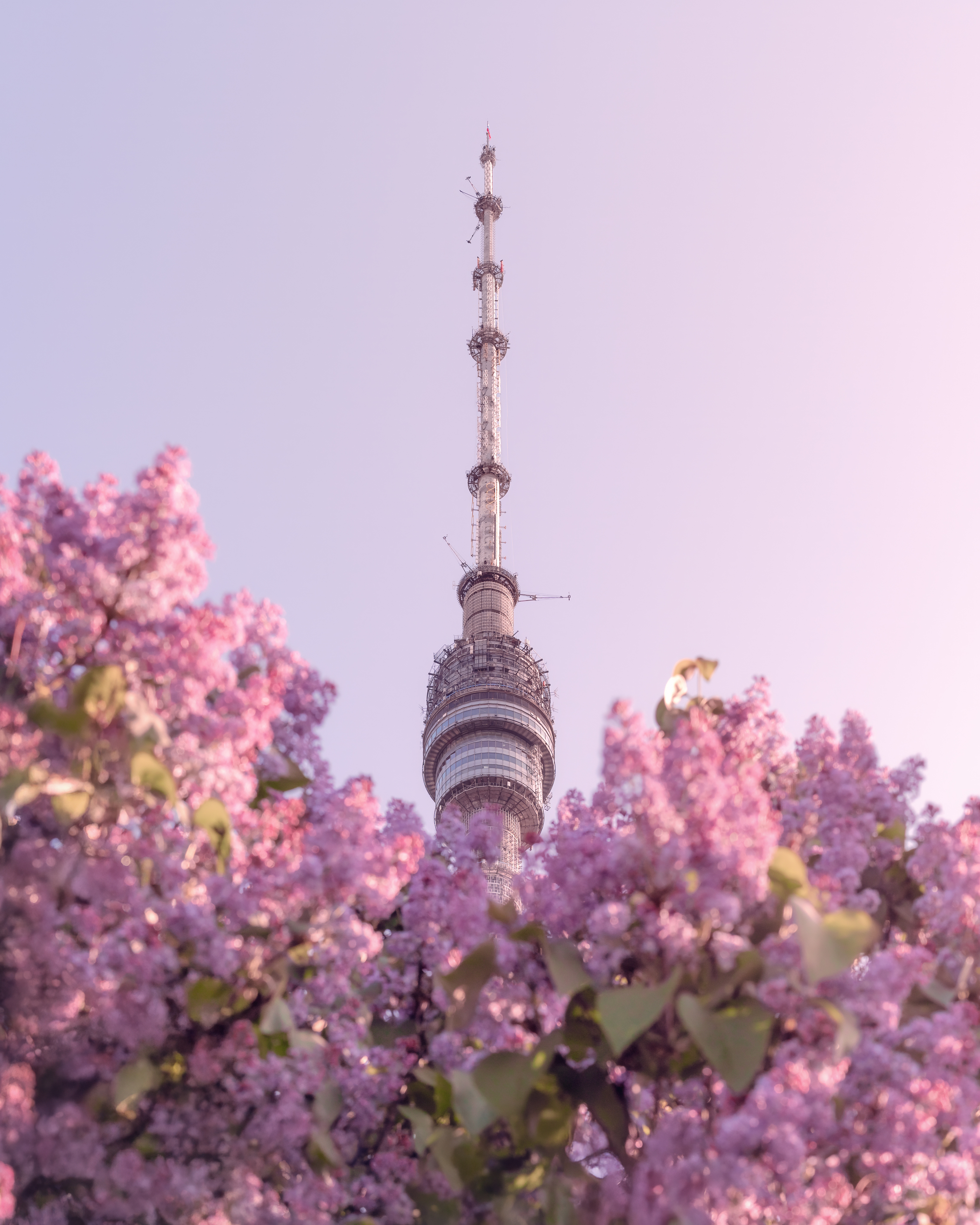 москва, весна, сирень, архитектура, останкино, moscow, spring, останкинская башня, Мазурева Анастасия