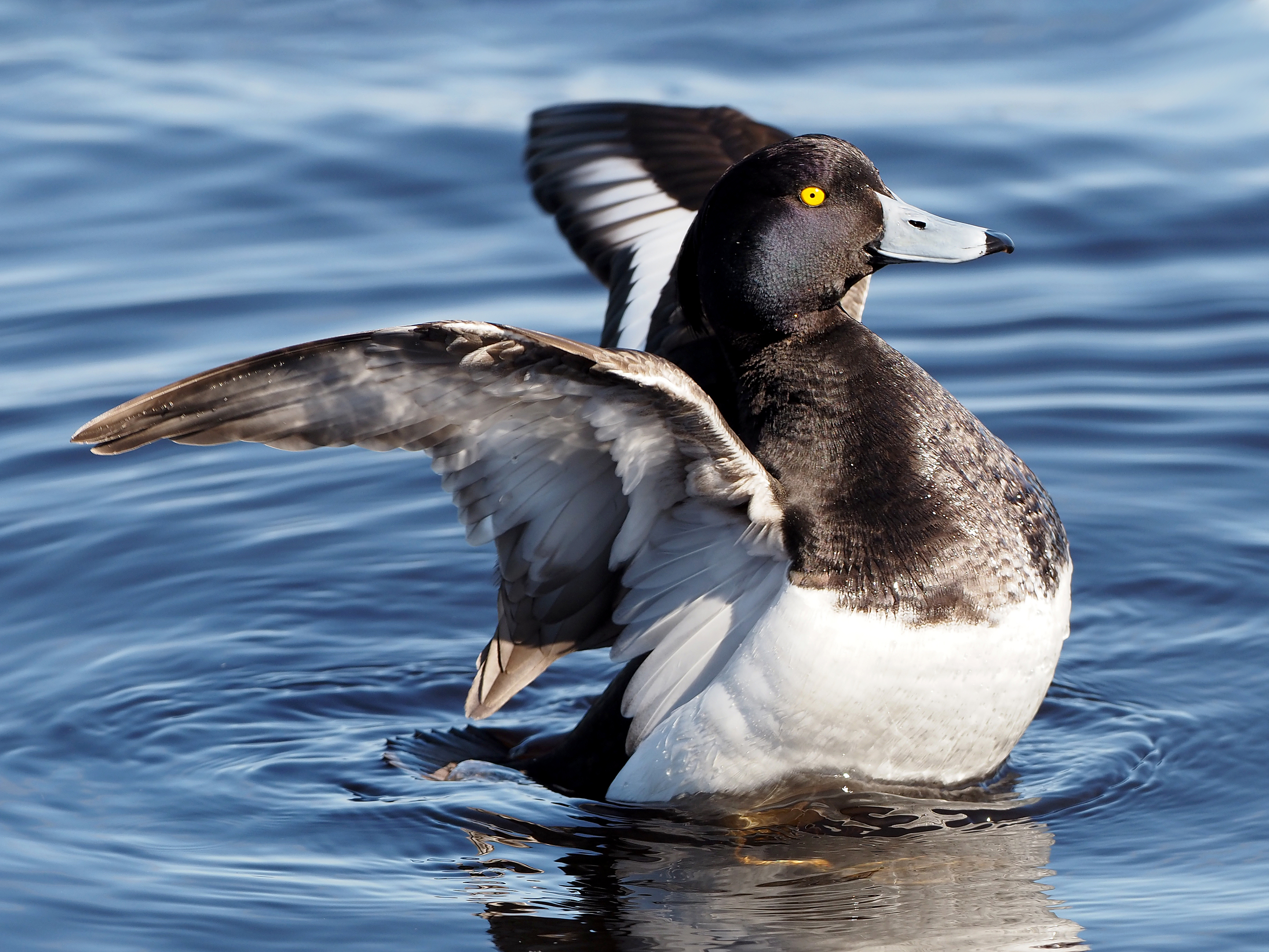 , Нурият Аллаярова