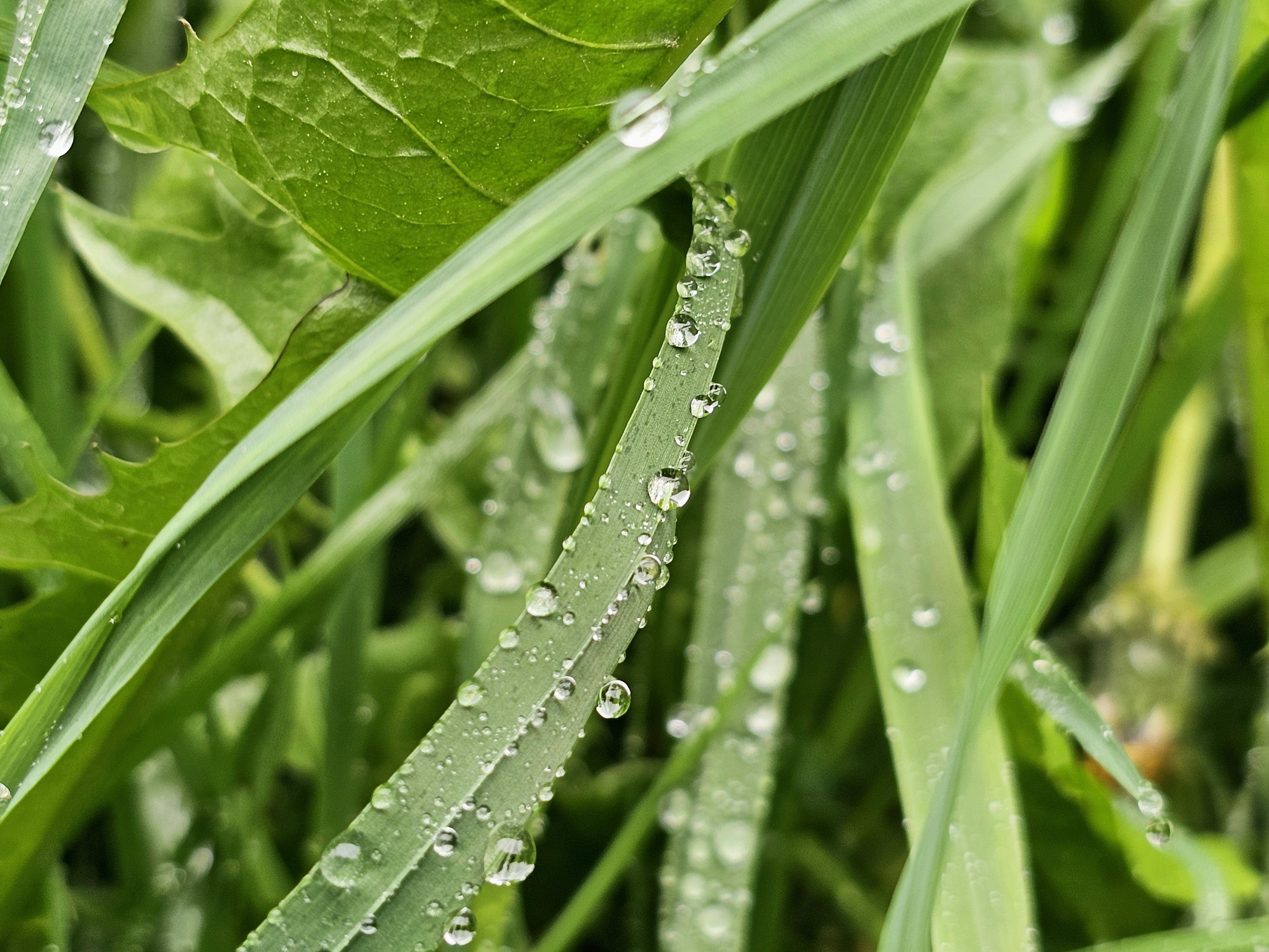 , Мария Яковлева