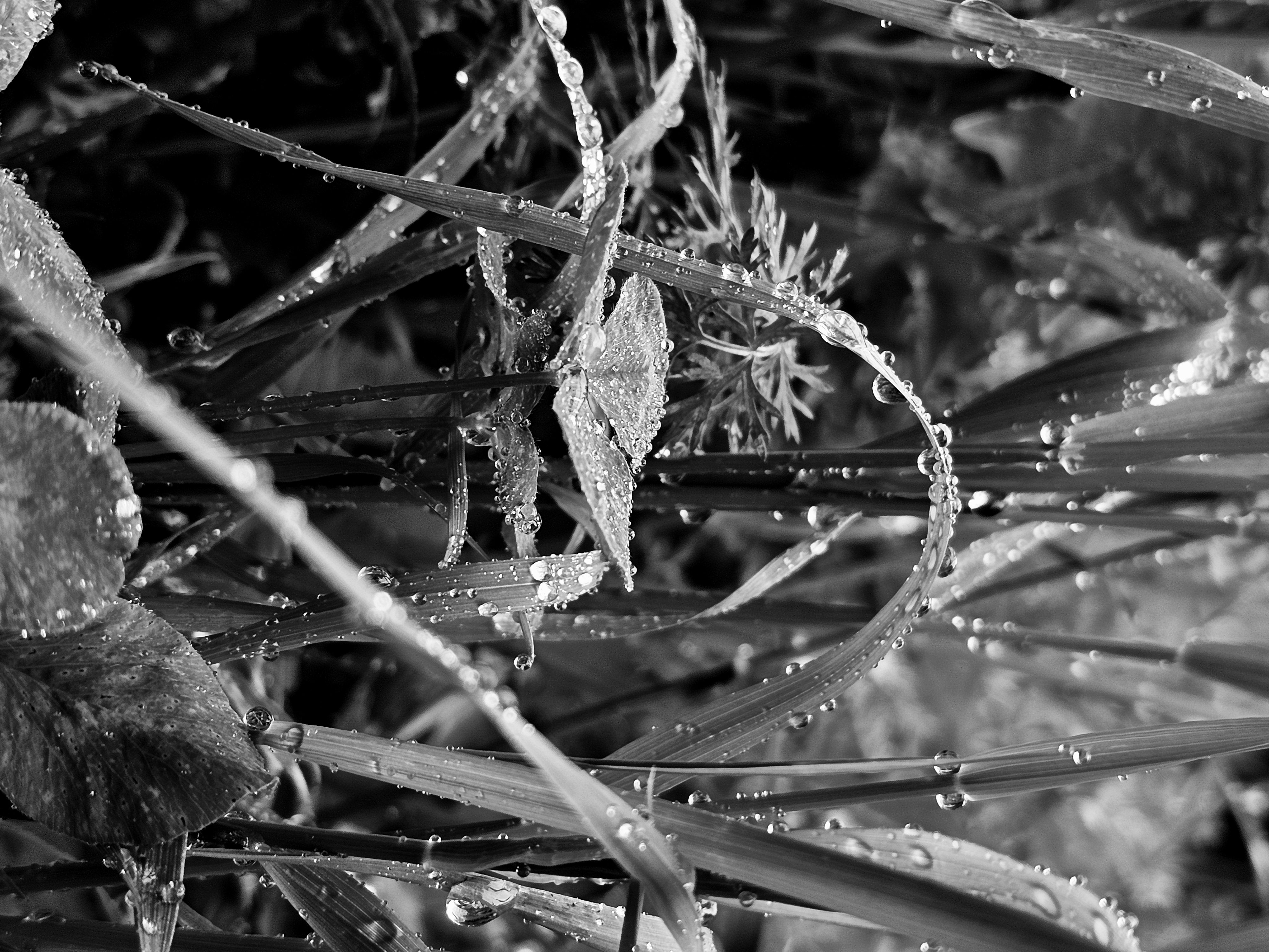 , Мария Яковлева