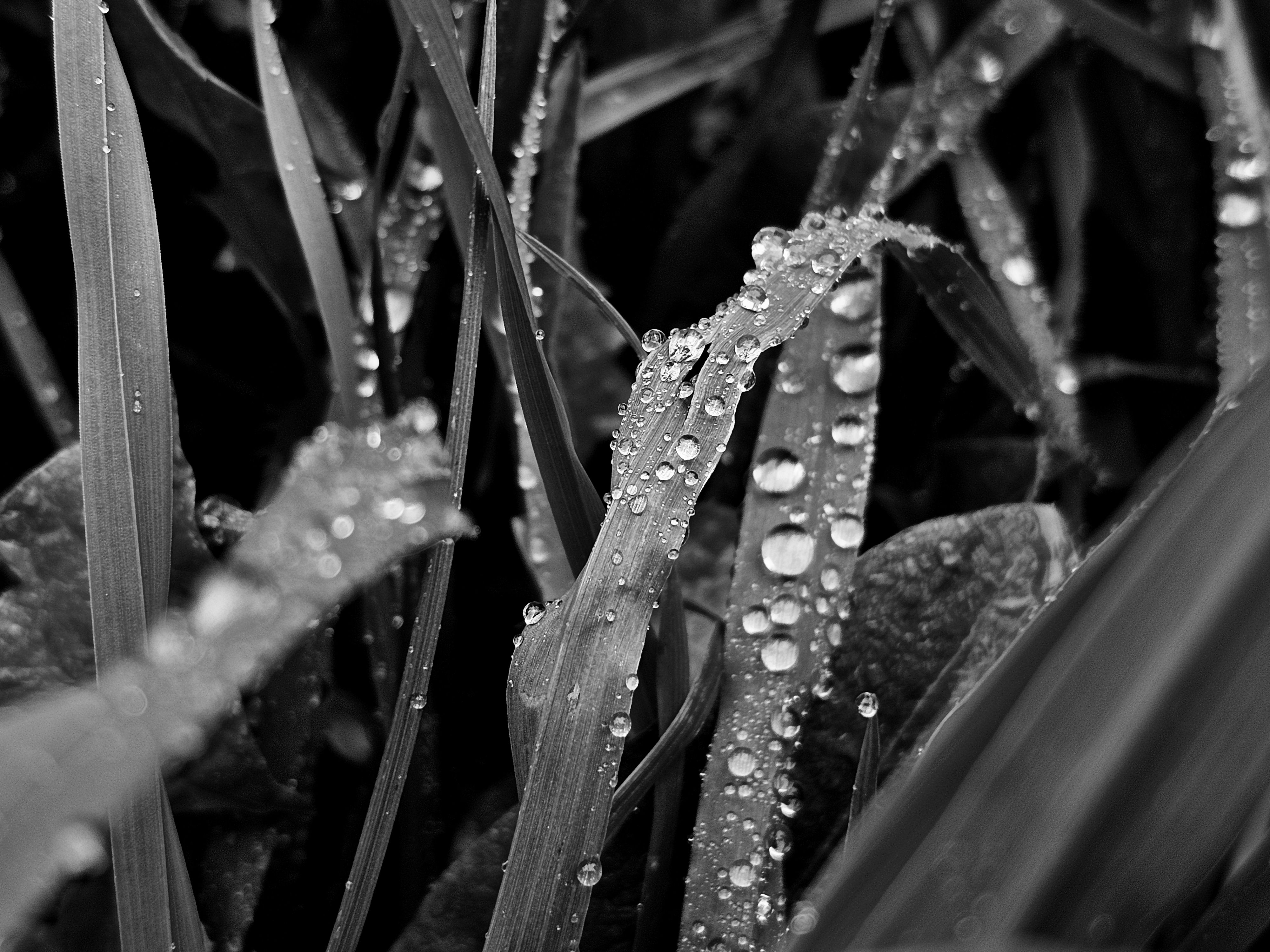 , Мария Яковлева