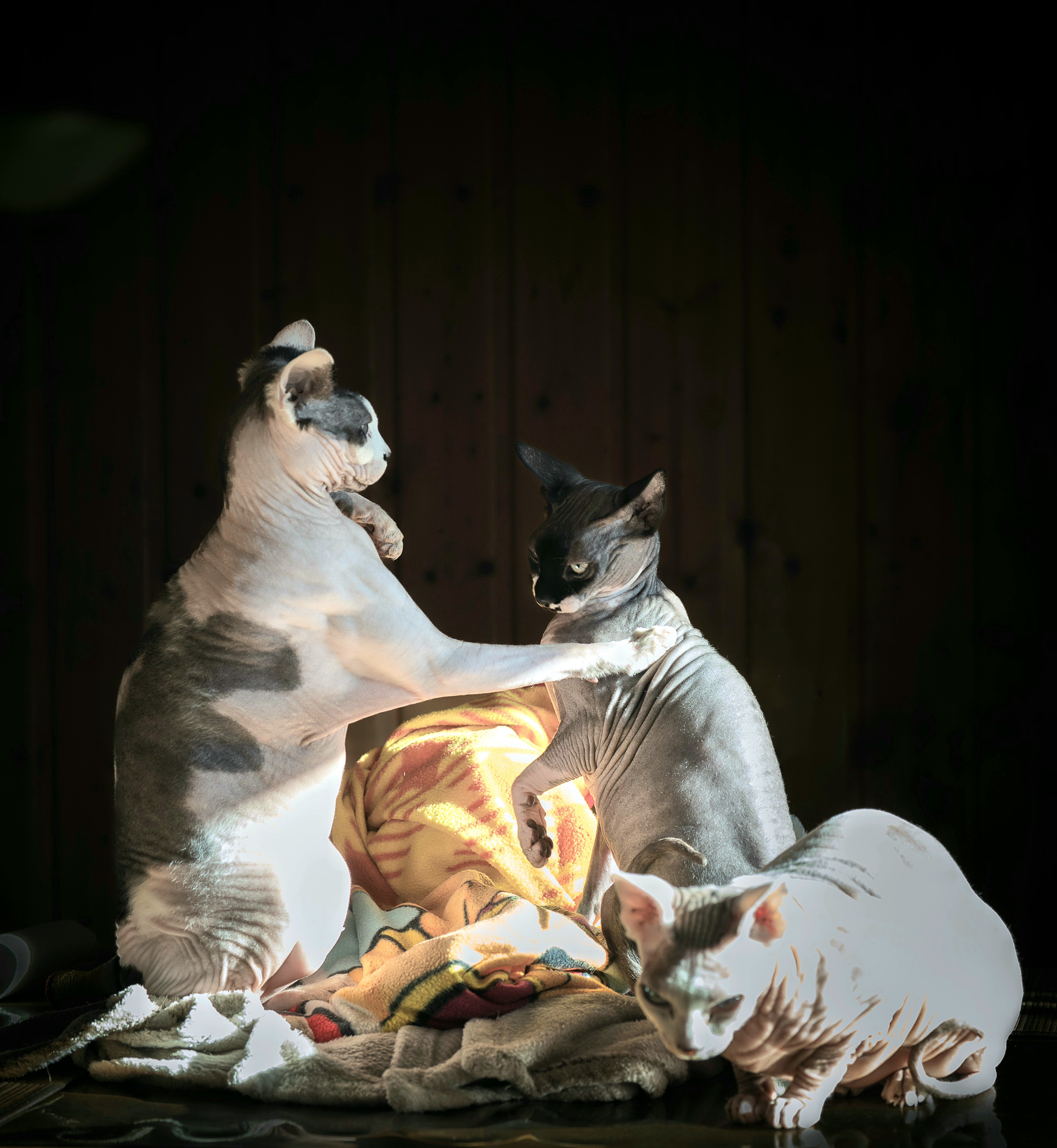 Животные , Igor Lukin