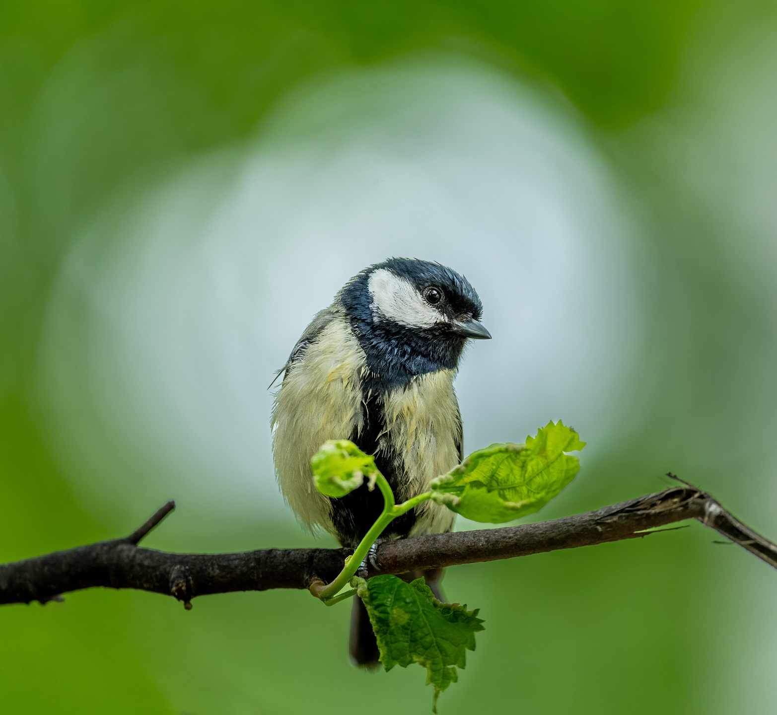 , Дэм Константин