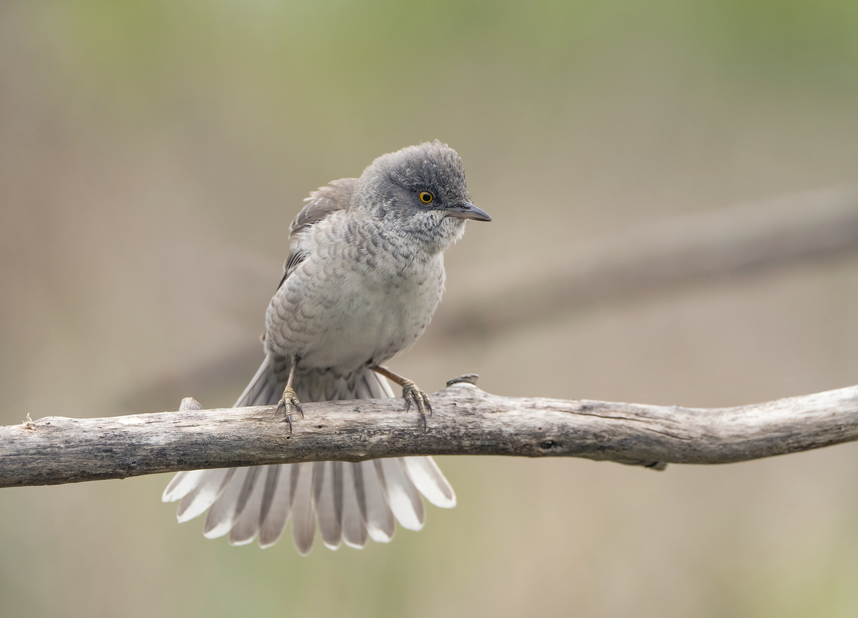 птицы,природа, весна, Андрей Киселёв