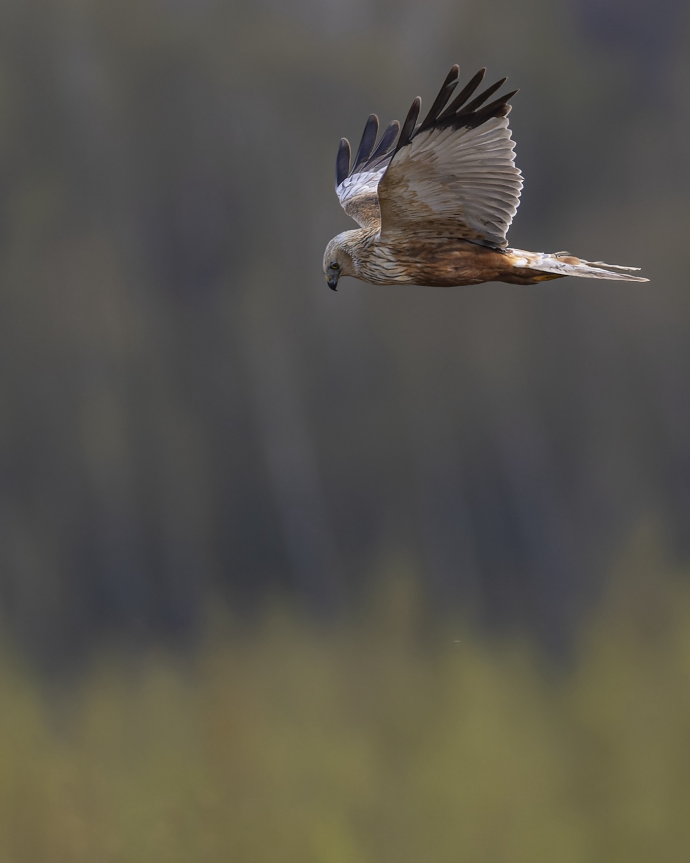 болотный лунь, лунь, птицы, ястреб, Руслан Pl