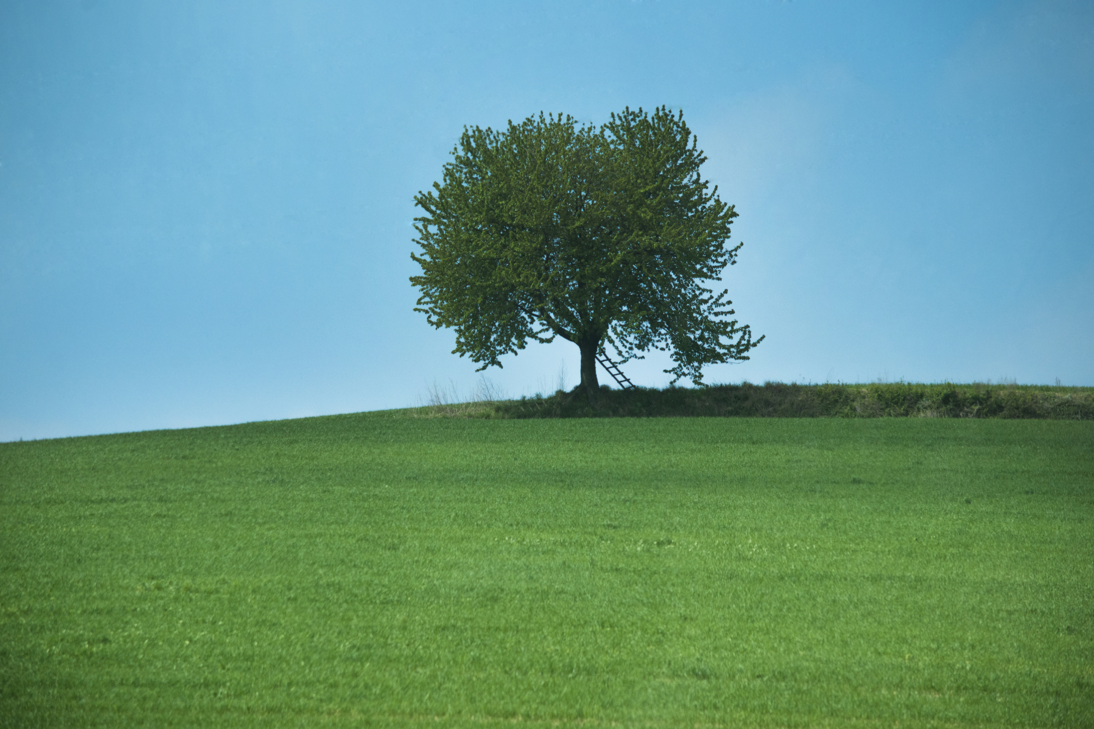 , Дмитрий Демидов