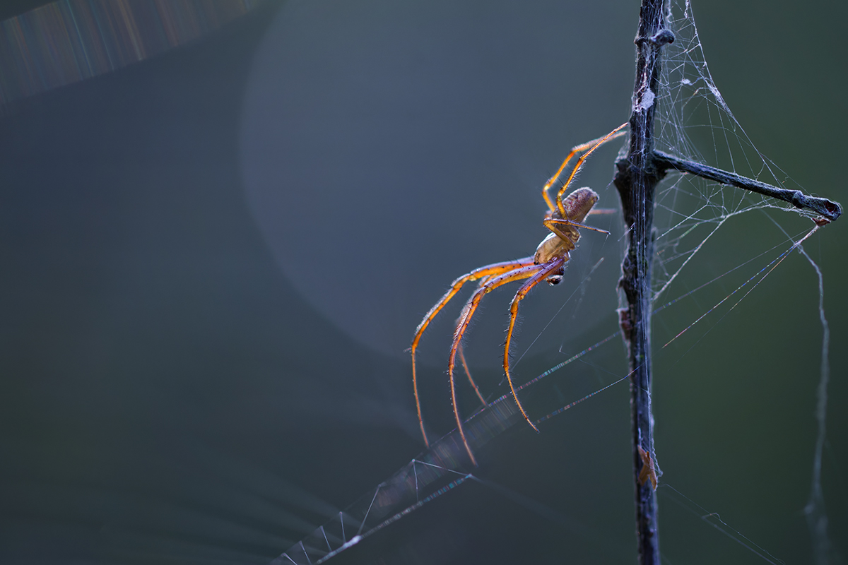 макро, паук, macro, spider, Хилько Марина