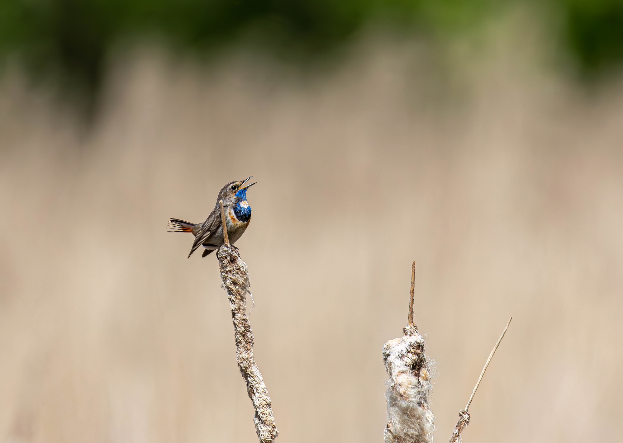 , Волынский Виктор