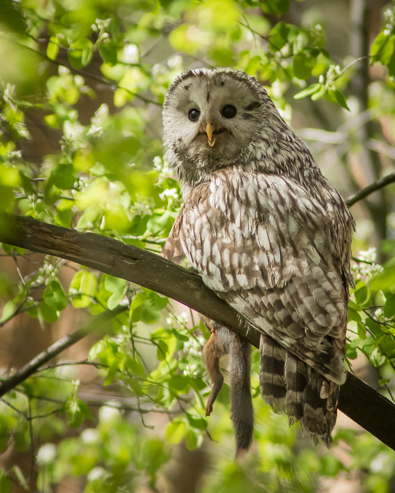 уральская неясыть, длиннохвостая неясыть, Суслов Дмитрий