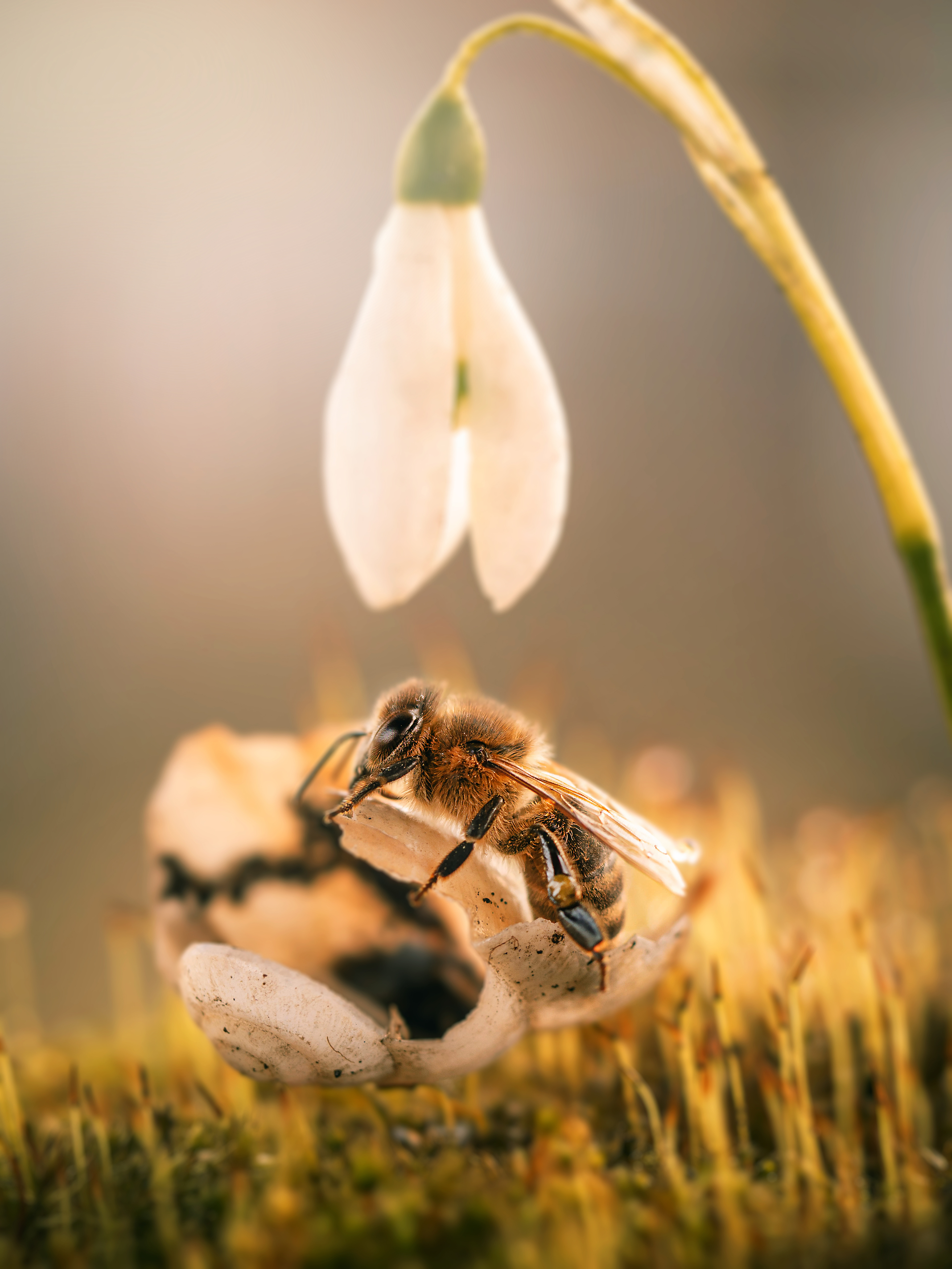 , Лапшина Владлена