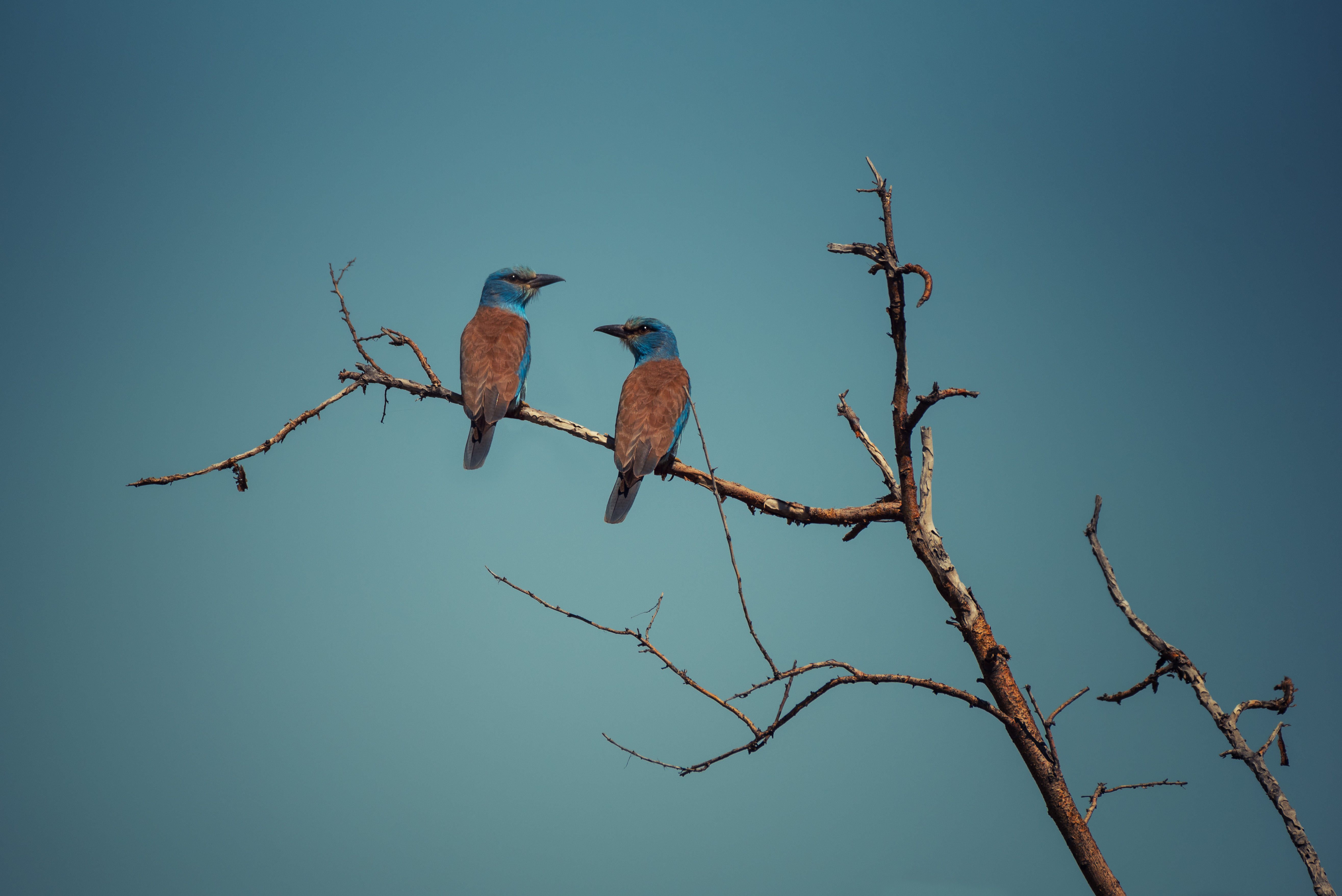 , Рагинская Ольга