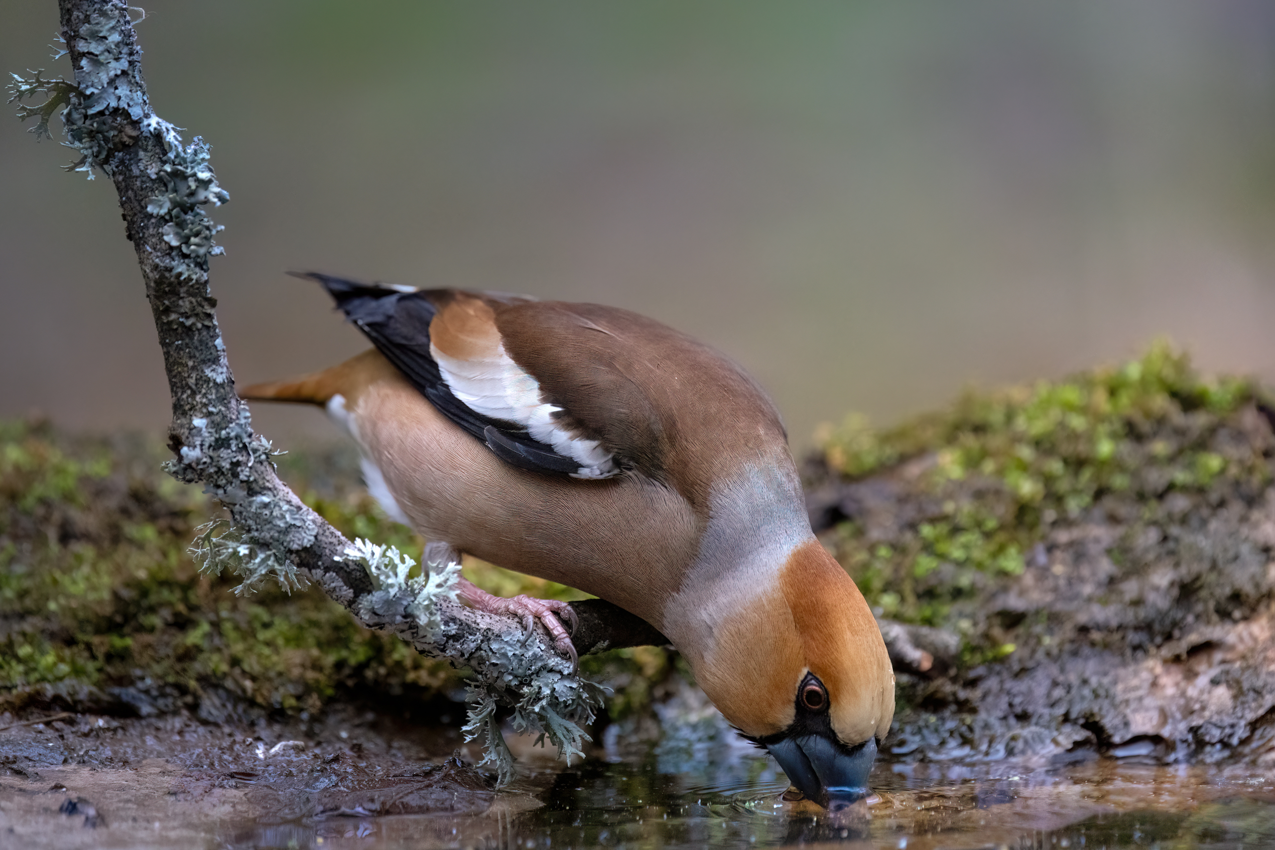 дубонос, Марат Кучкаев