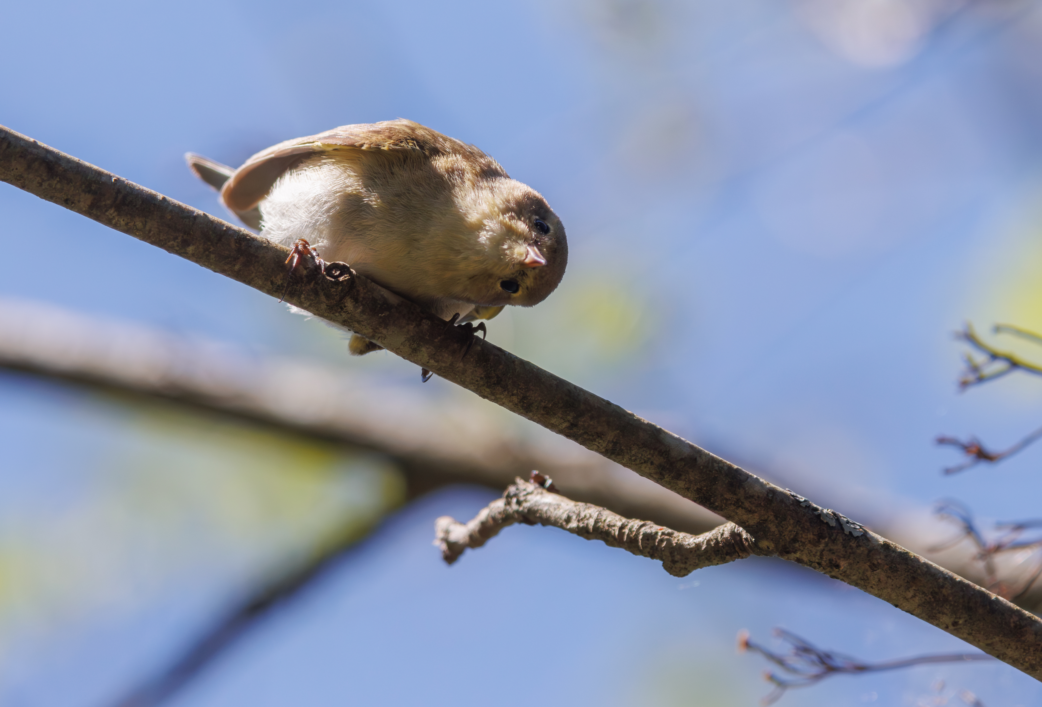 пеночка, теньковка, птица, любопытство, ветка, весна, Светлана Холодняк