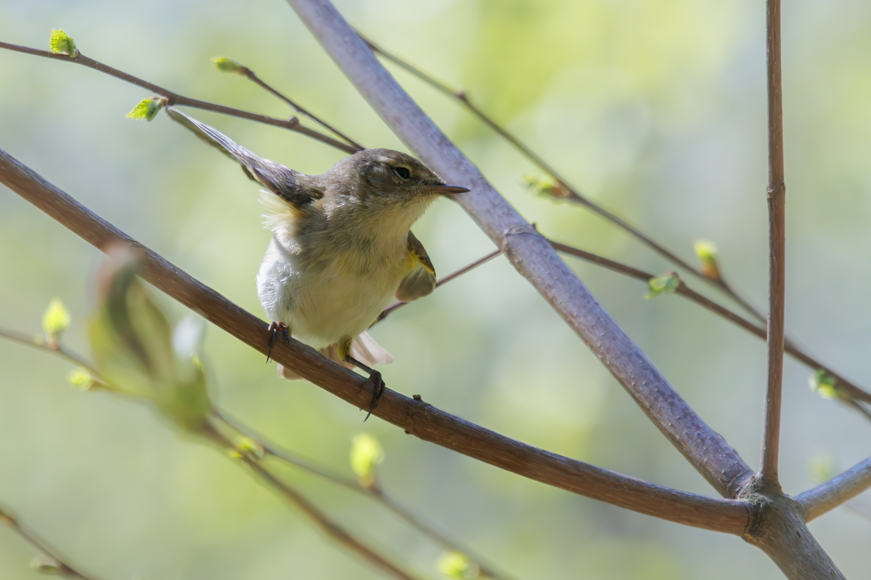 пеночка, теньковка, птица, ветка, весна, Светлана Холодняк