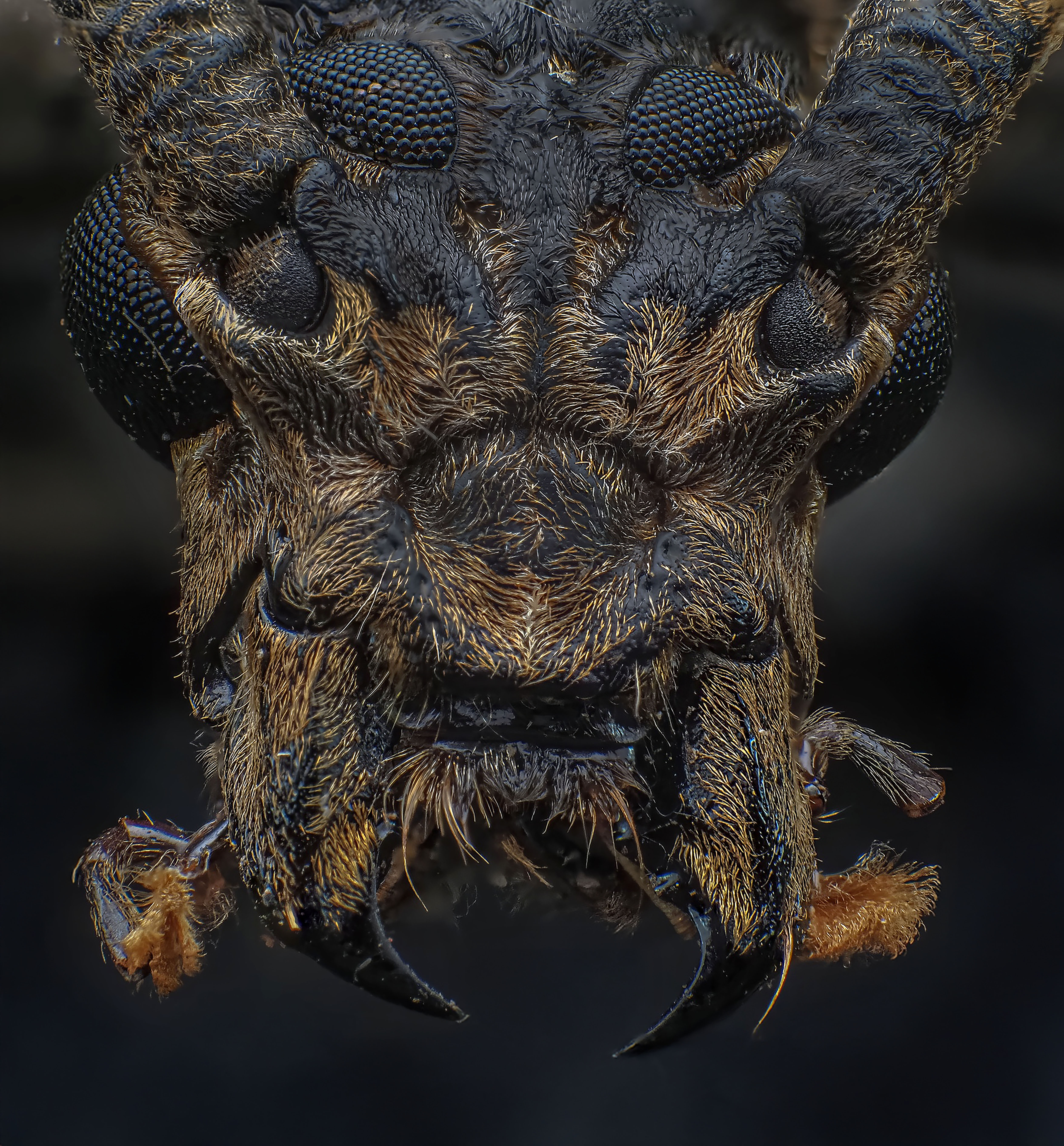 macro, nature, insects, bugs, longhorn beetle, Celis Norman