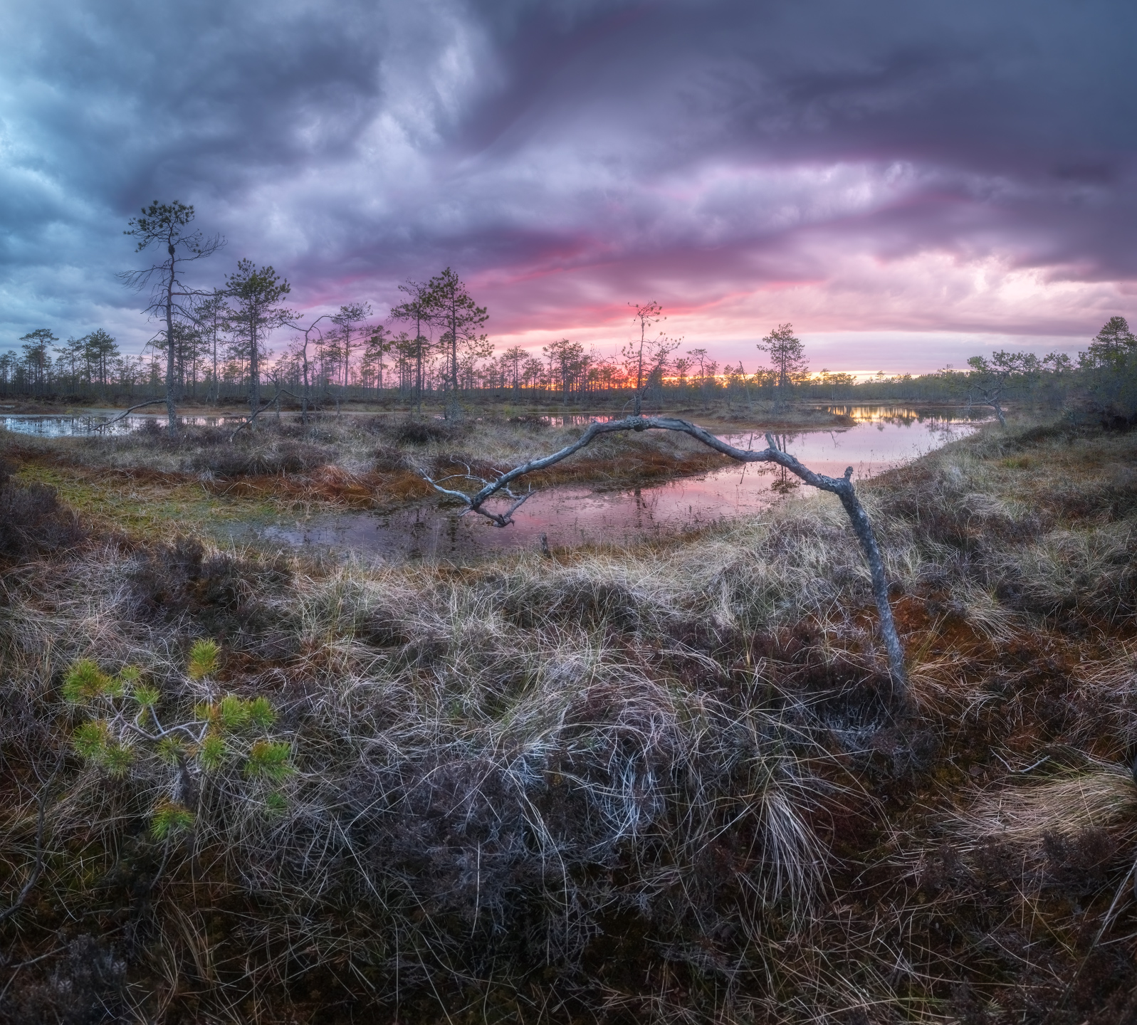 болото, ленобласть, закат, Марголин Алексей