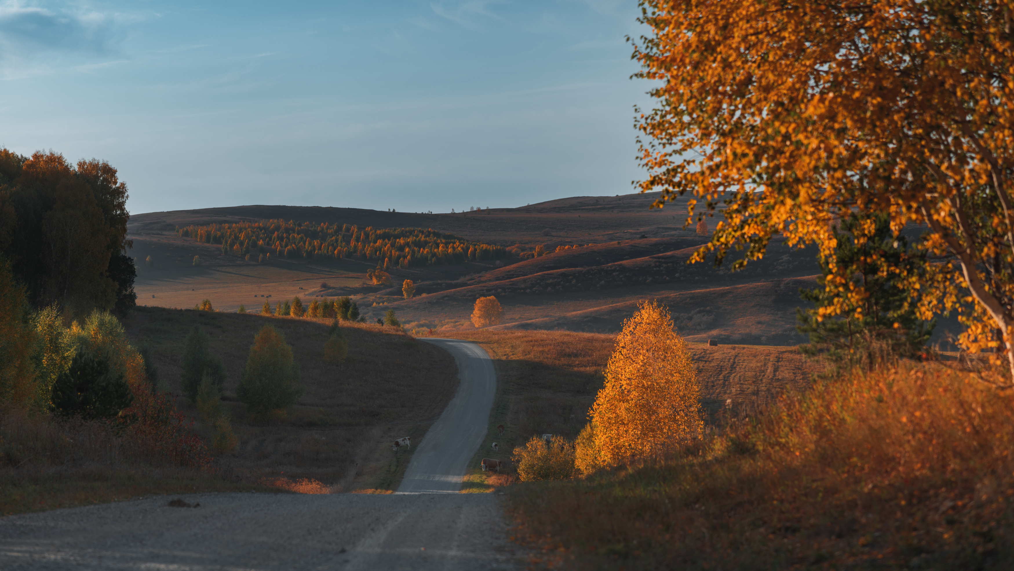 Осень, Алтай, поля, холмы, лес, Denis Koshkin
