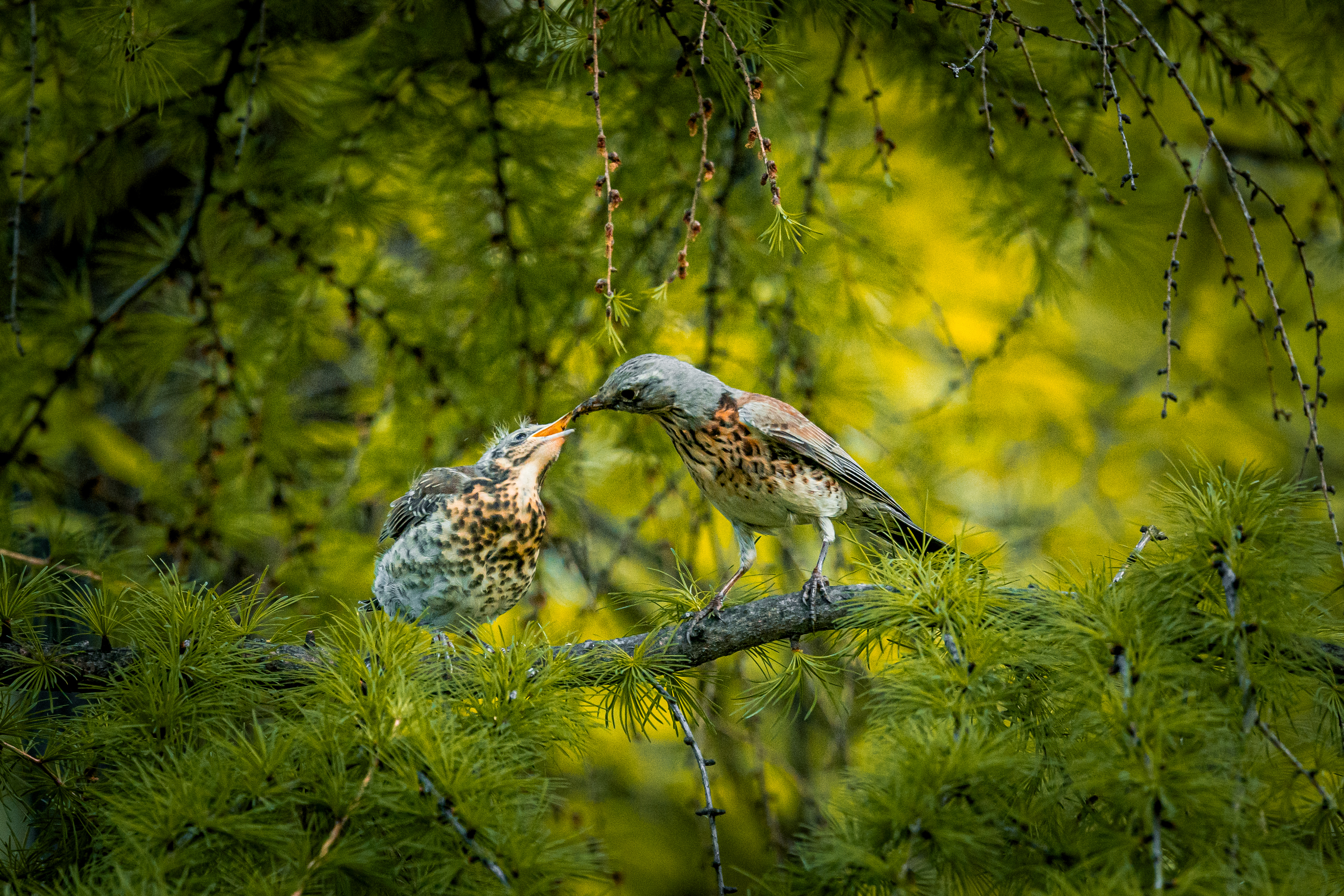 , Щепанов Дмитрий