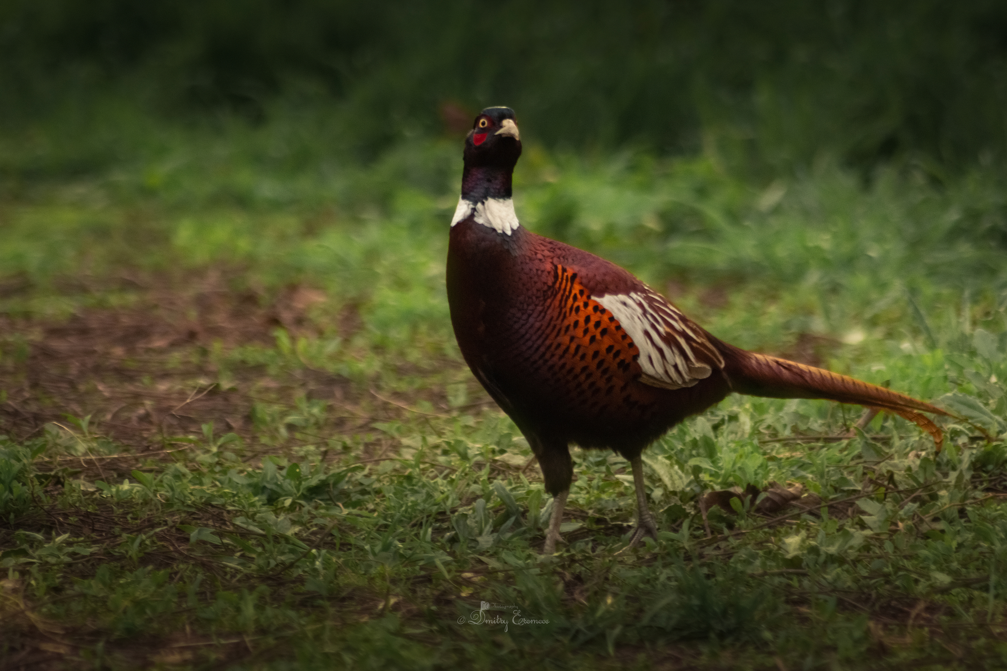 фазан птица фотоохота весна, Еремеев Дмитрий