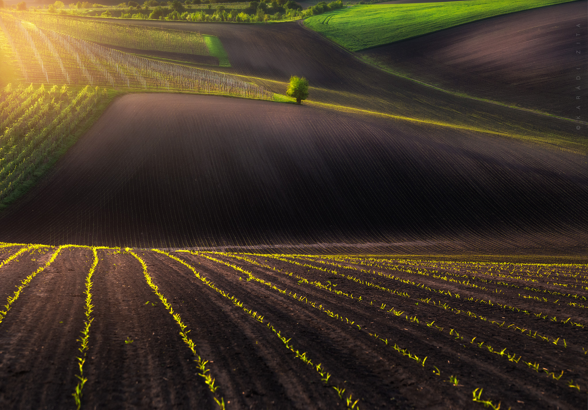 czech, moravia, landscape, green, rollinghills, trees, land, fields, agriculture, europe, lights,, Karádi Zita