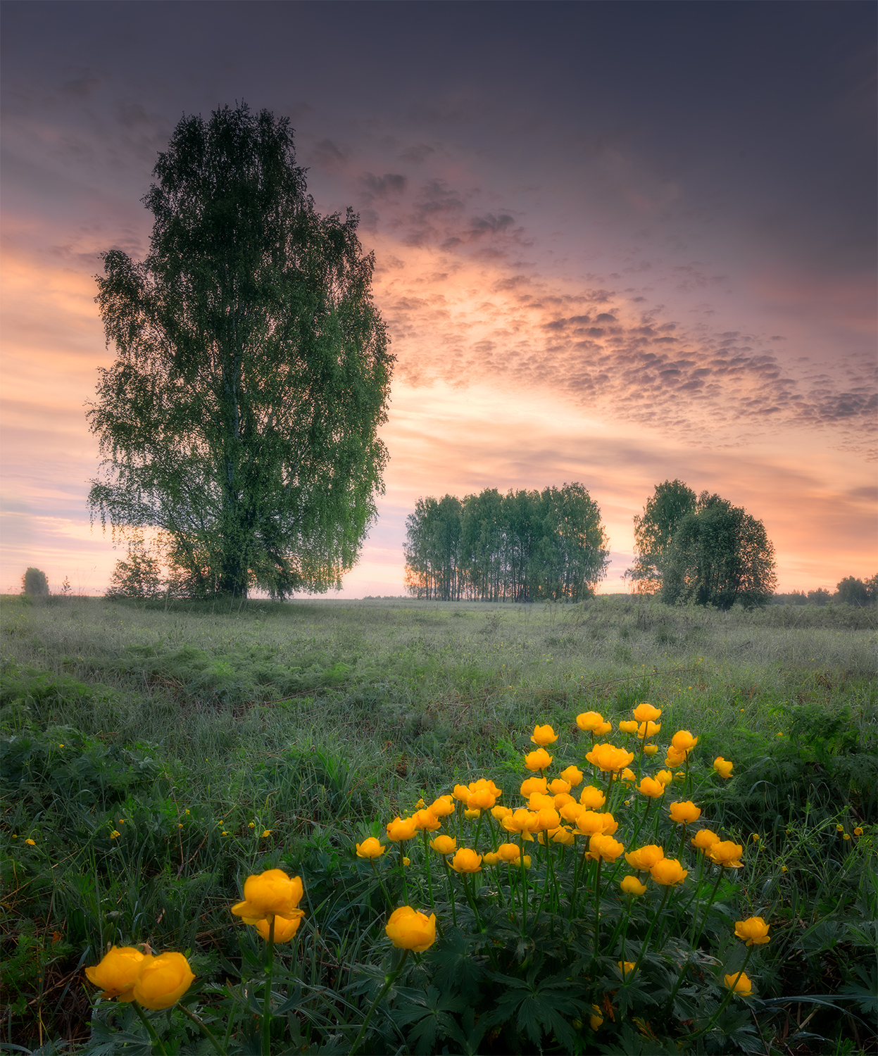 май, утро, цветы, рассвет, Сергей Буторин