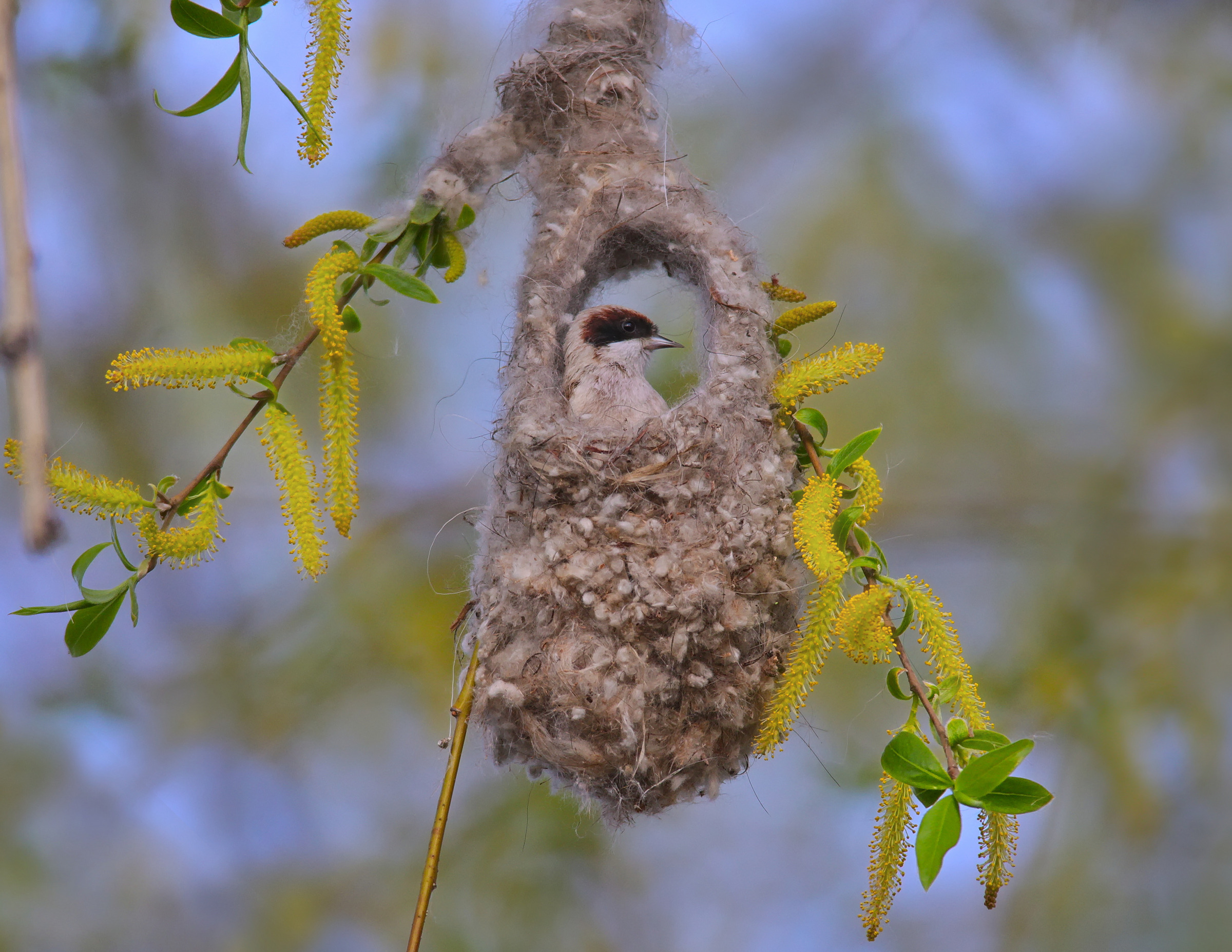 remiz pendulinus, ремез, обыкновенный ремез,, sergey izoya