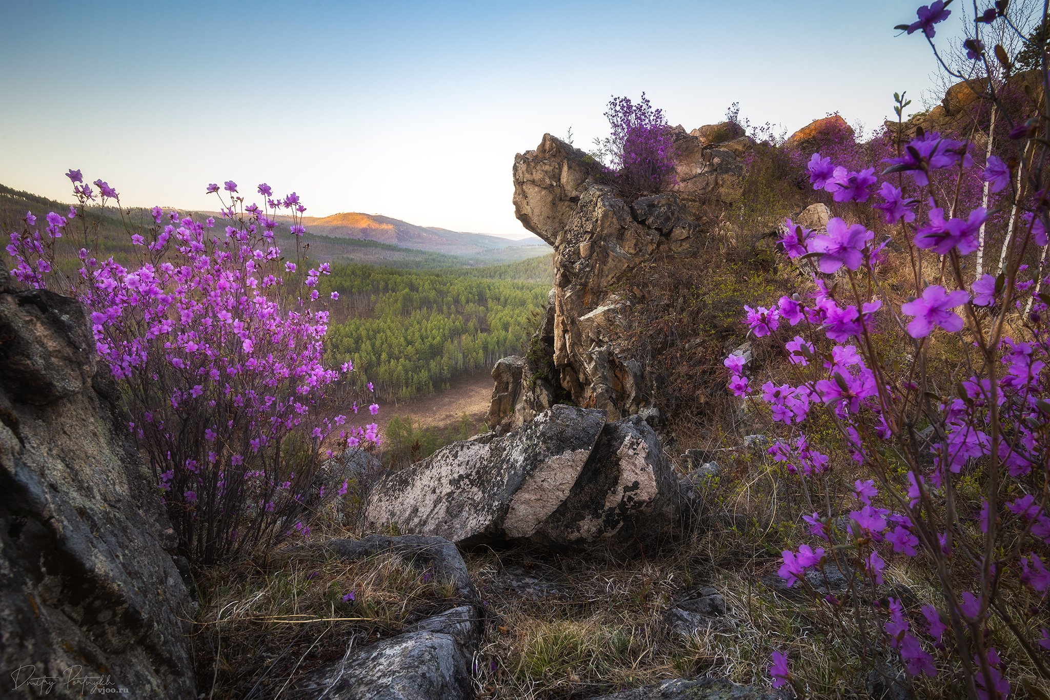 забайкалье, чита, багульник, рассвет, Портных Дмитрий
