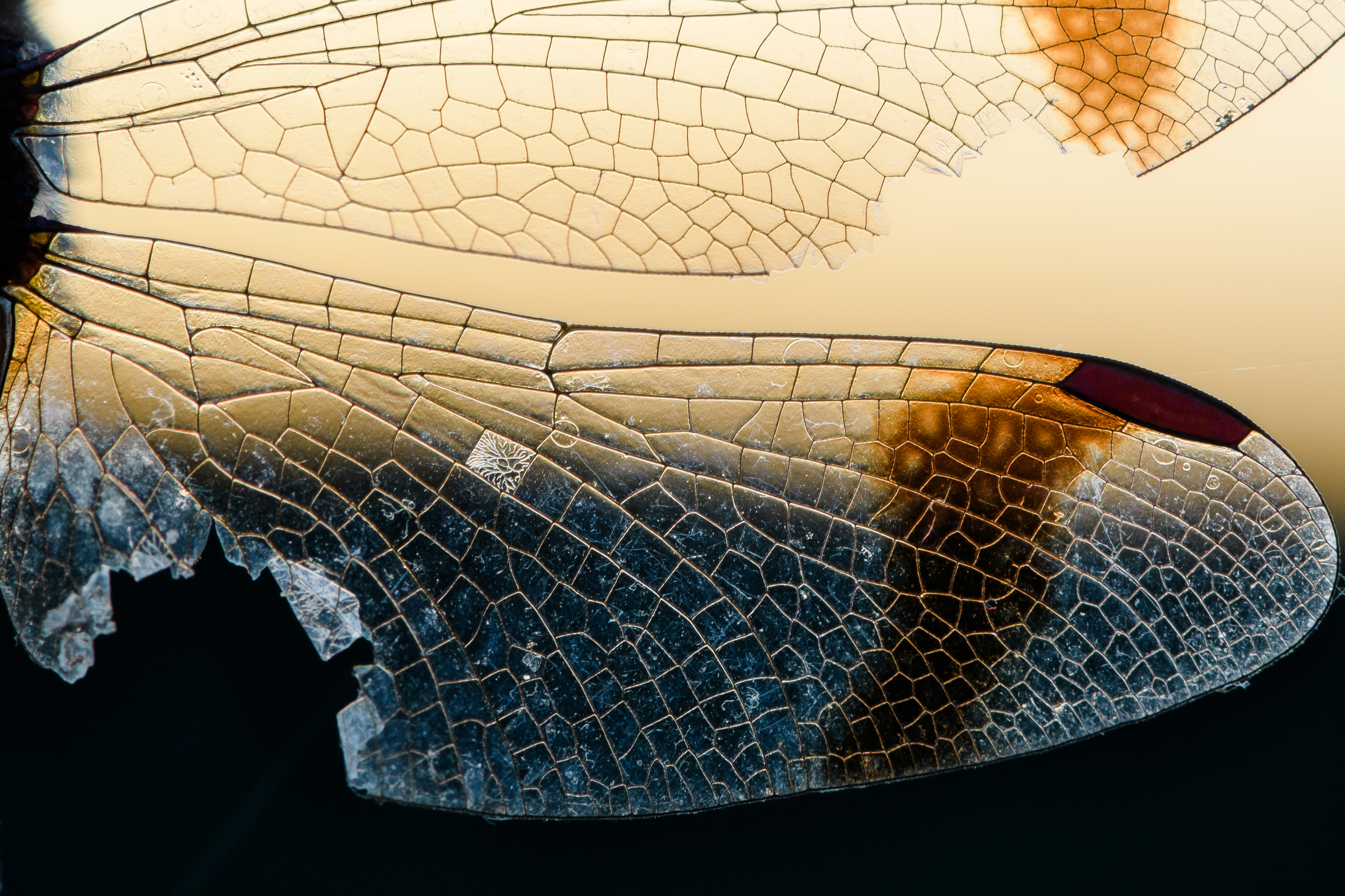 Стрекоза перевязанная, крыло, Соварцева Ксения