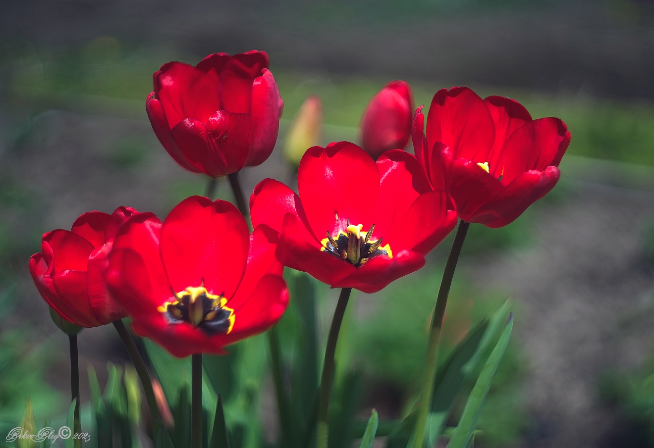 , Орлов Олег