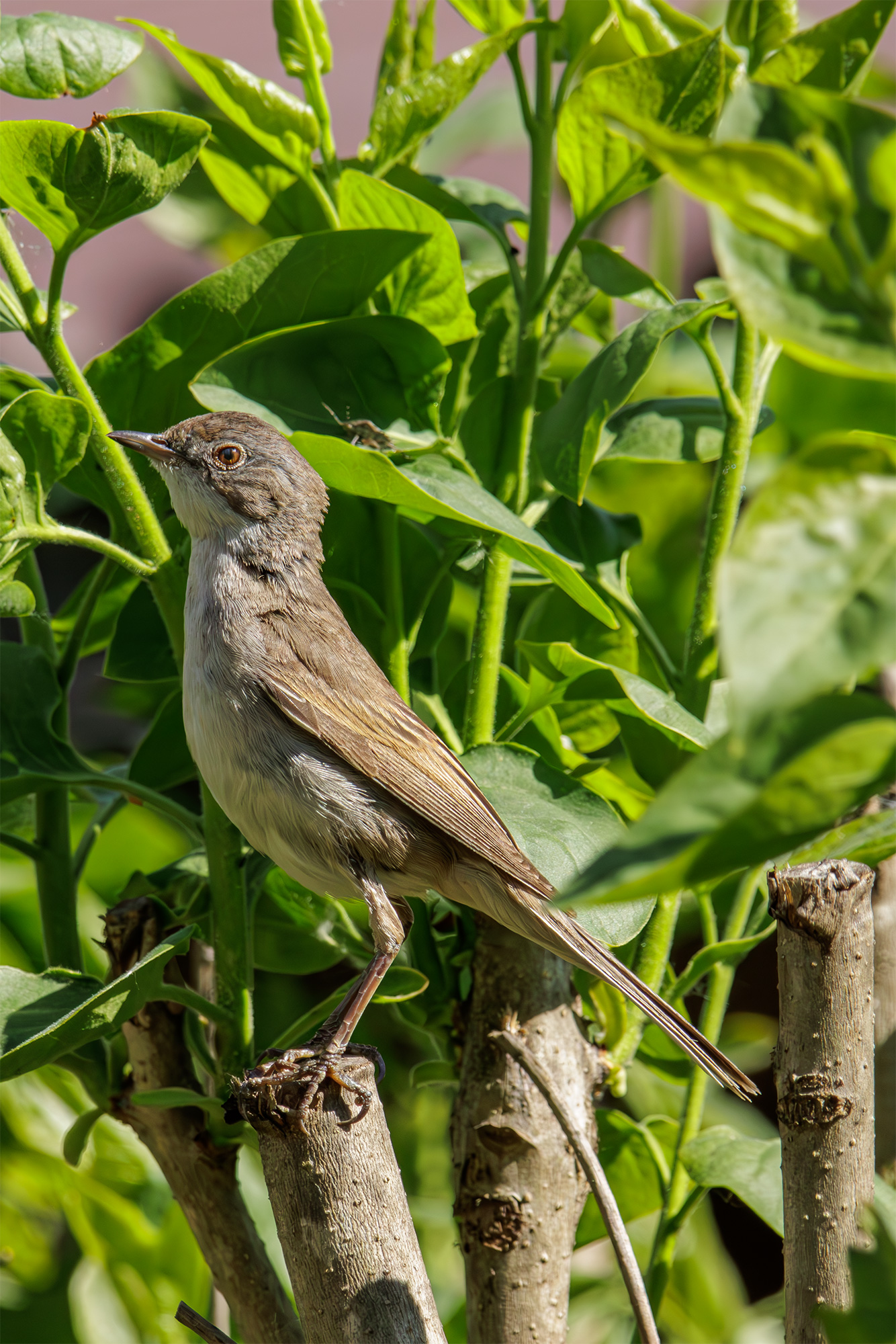 славка, серая, серая славка, Морозов Сергей