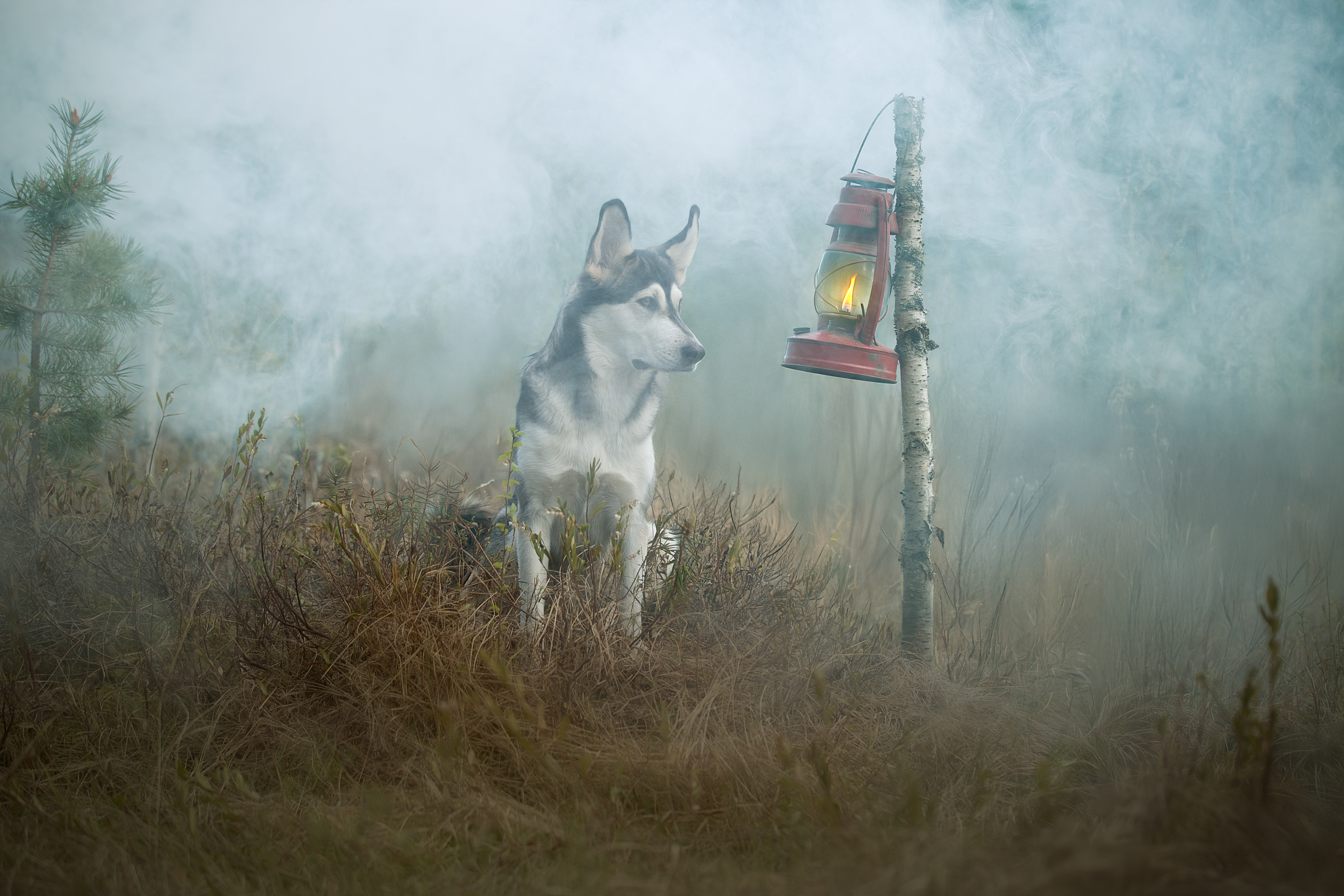 , Светлана Писарева