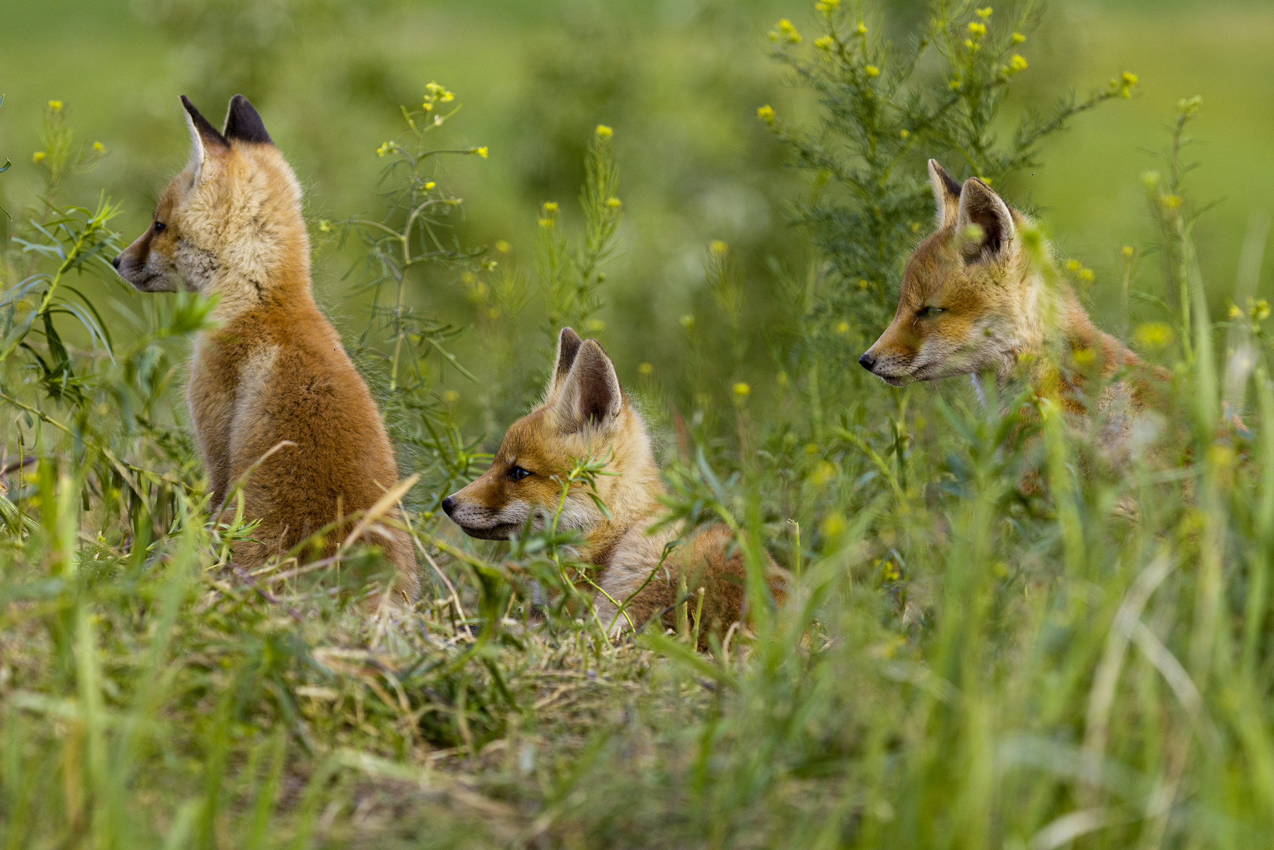природа, Валерий Черняк
