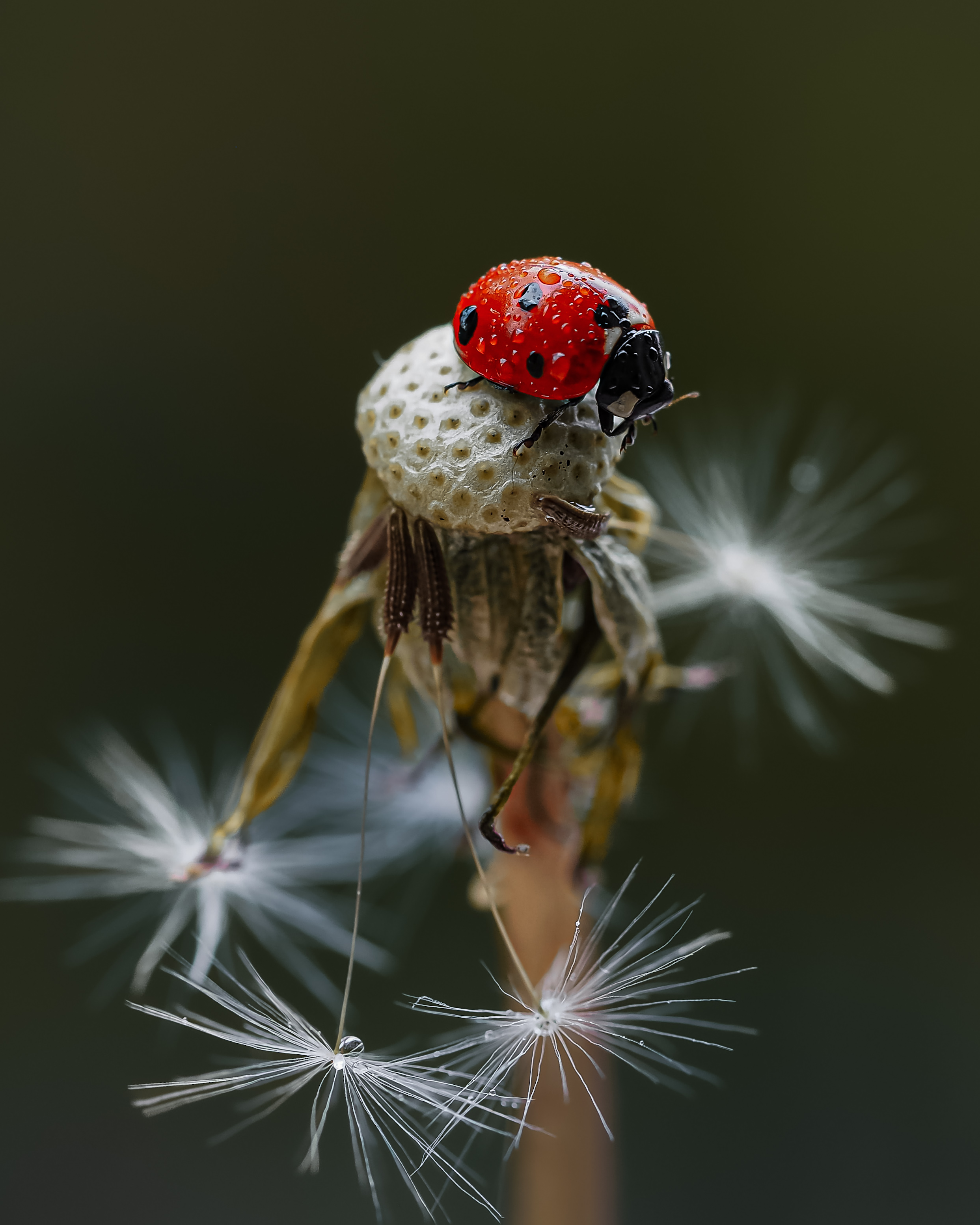 божья коровка макро одуванчик, Isaeva Maria