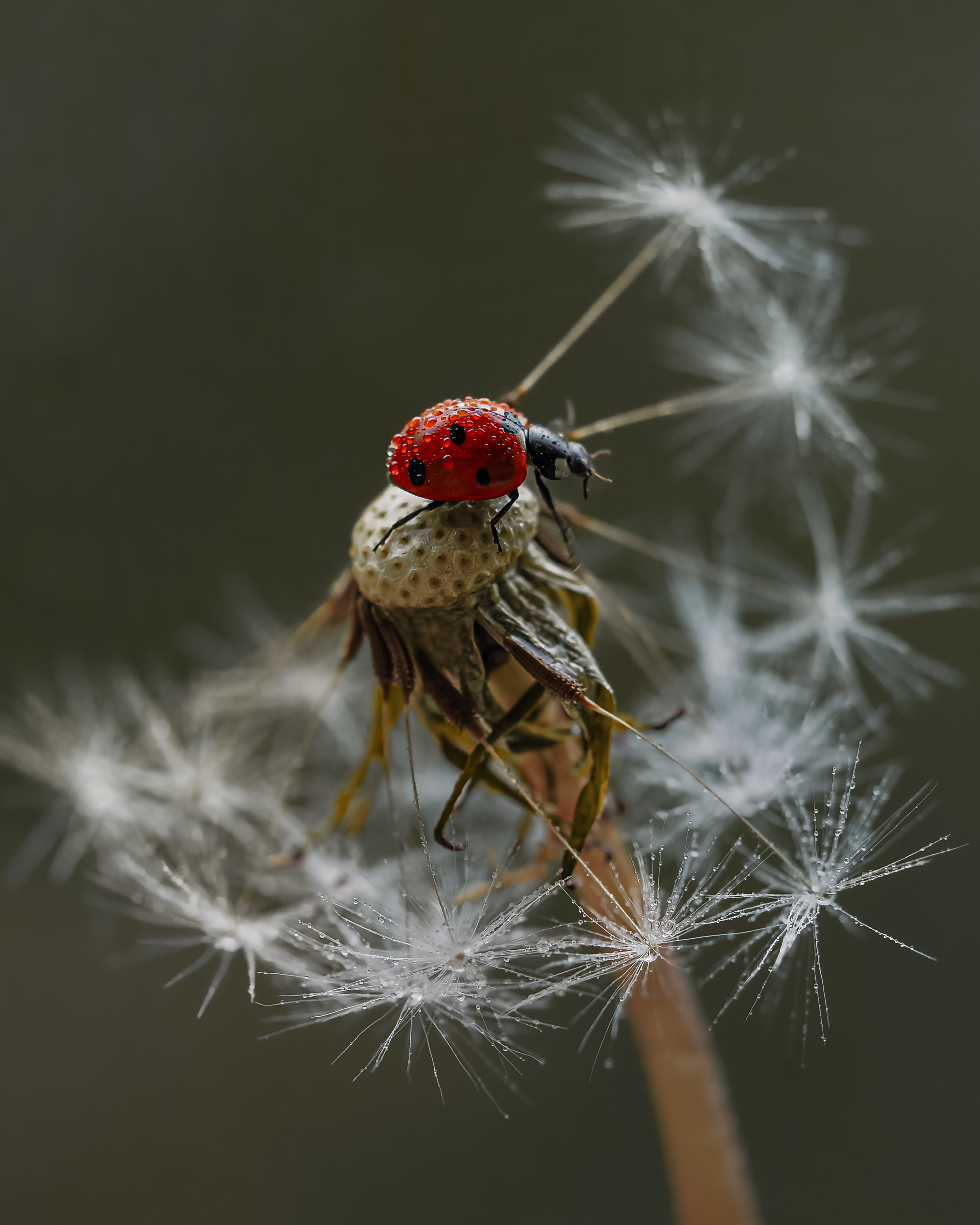 божья коровка макро одуванчик, Isaeva Maria