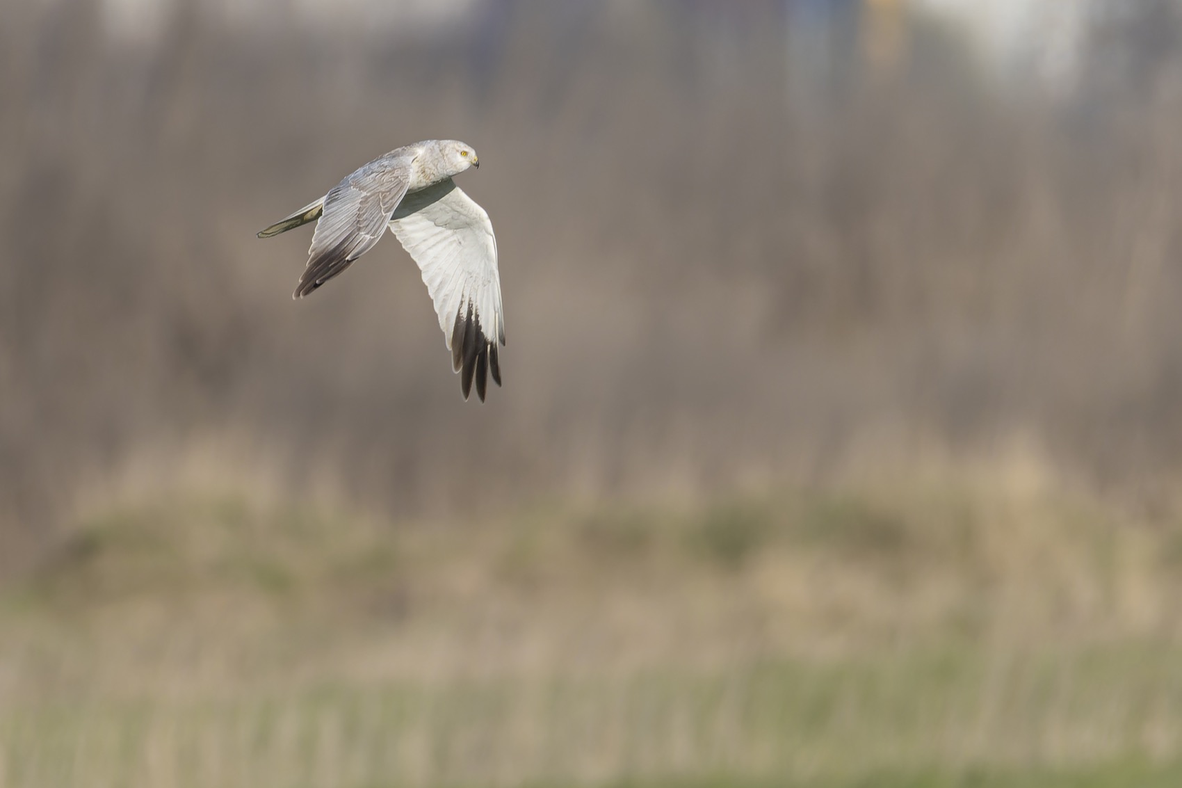 степной лунь, лунь, ястреб, птицы, Руслан Pl