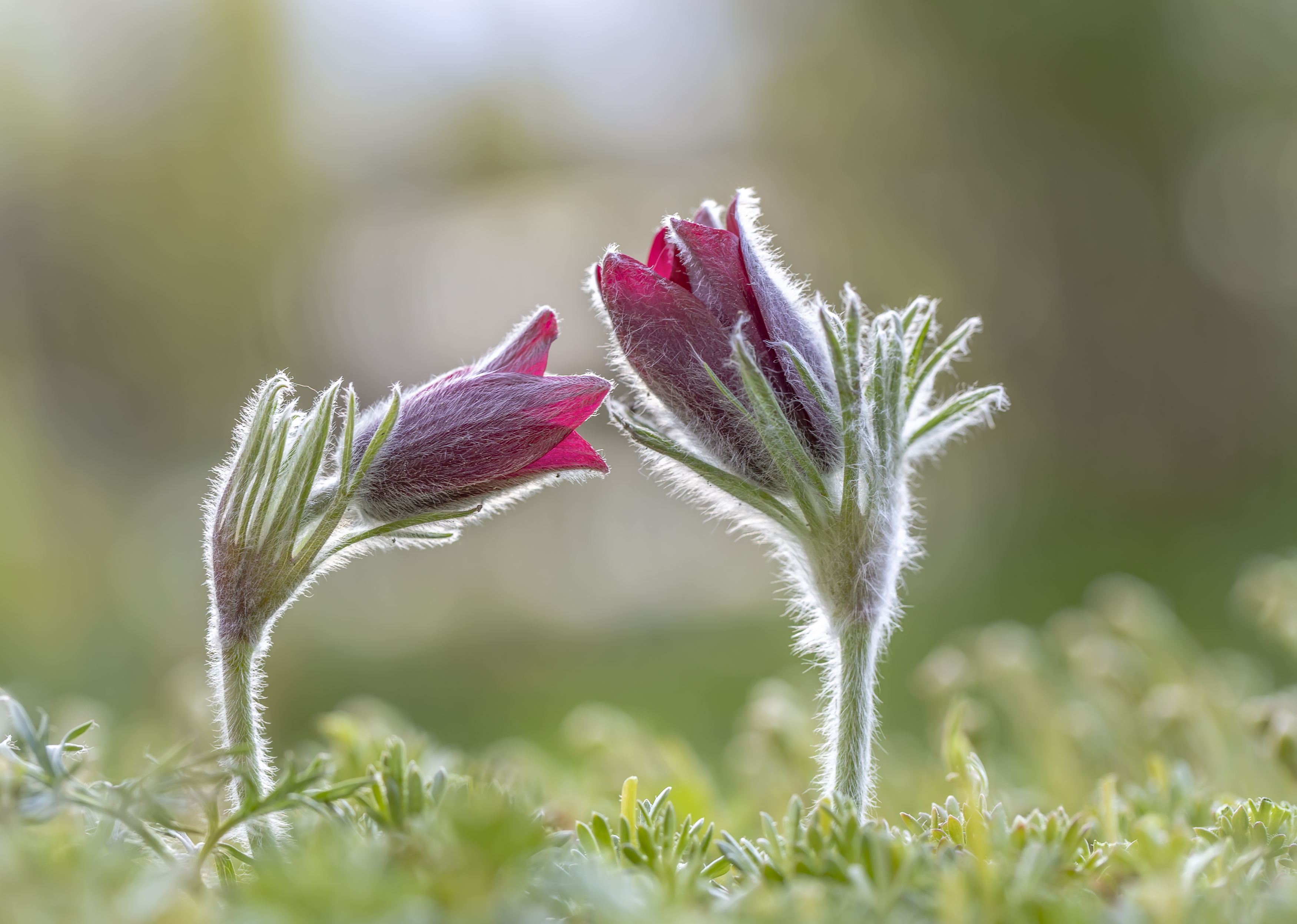 прострел, сон-трава, Татьяна Феденкова
