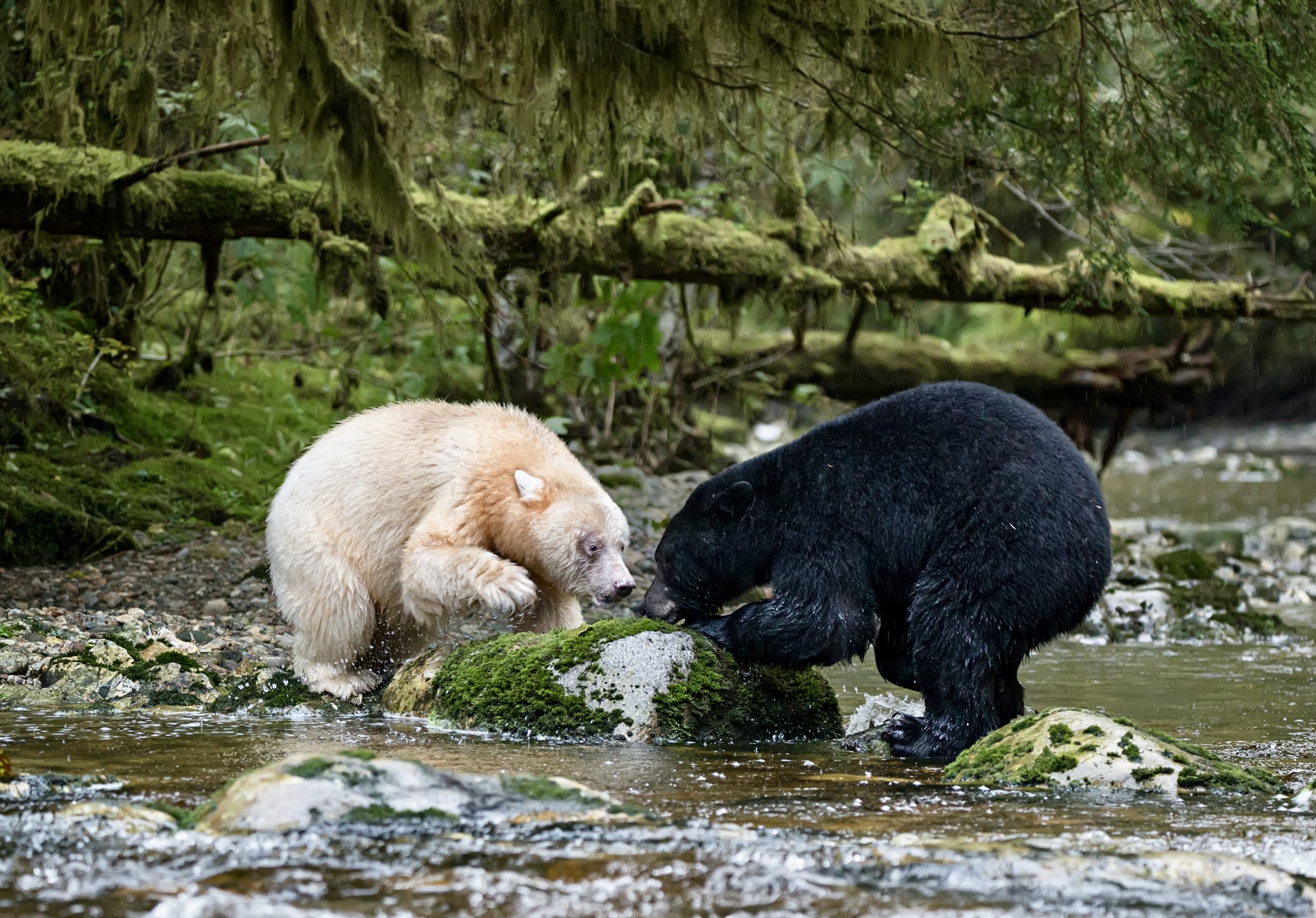 , Владимир Цветов