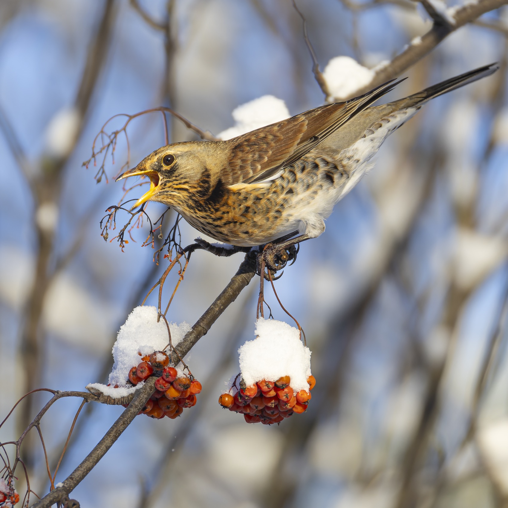 Рябинник, дрозд, рябина, птицы, Руслан Pl