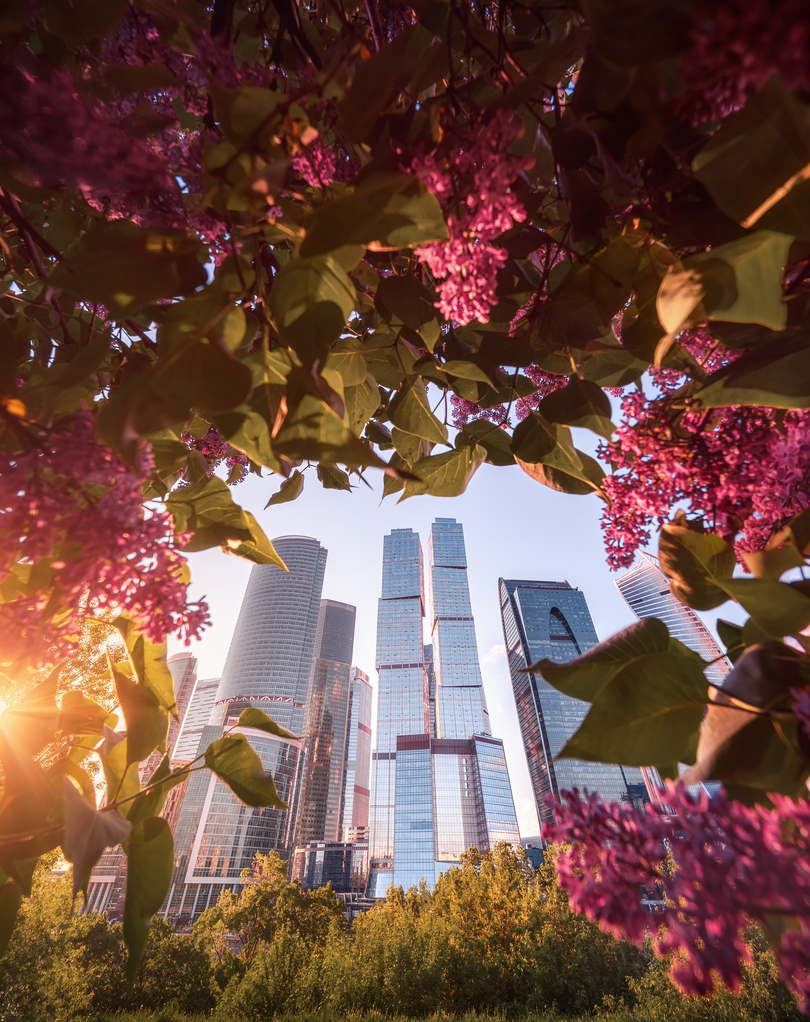 москва, весна, сирень, архитектура, москва сити, moscow, spring, деловой центр, Мазурева Анастасия