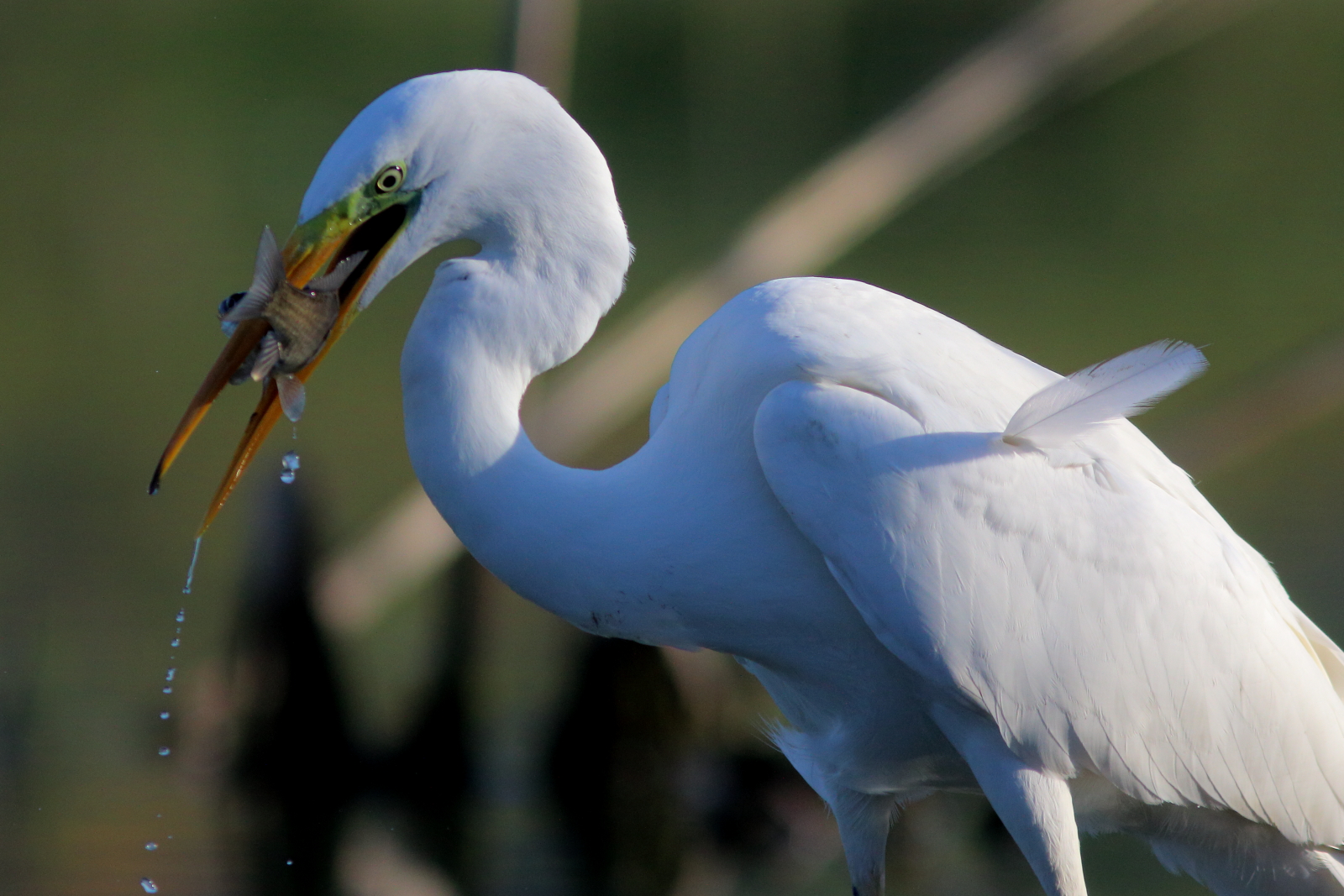 экология, анималистика, птицы, цапля, белая цапля, природа, фауна озер, самарская область, Владимир Шебаршенко